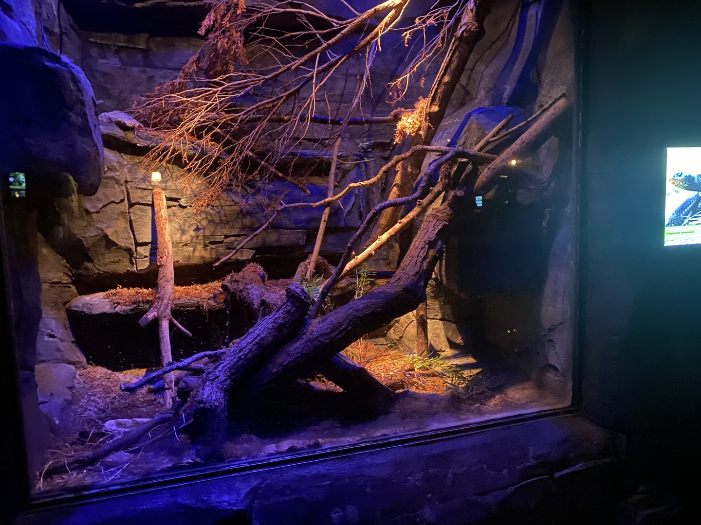 East Indigo Snake Terrarium