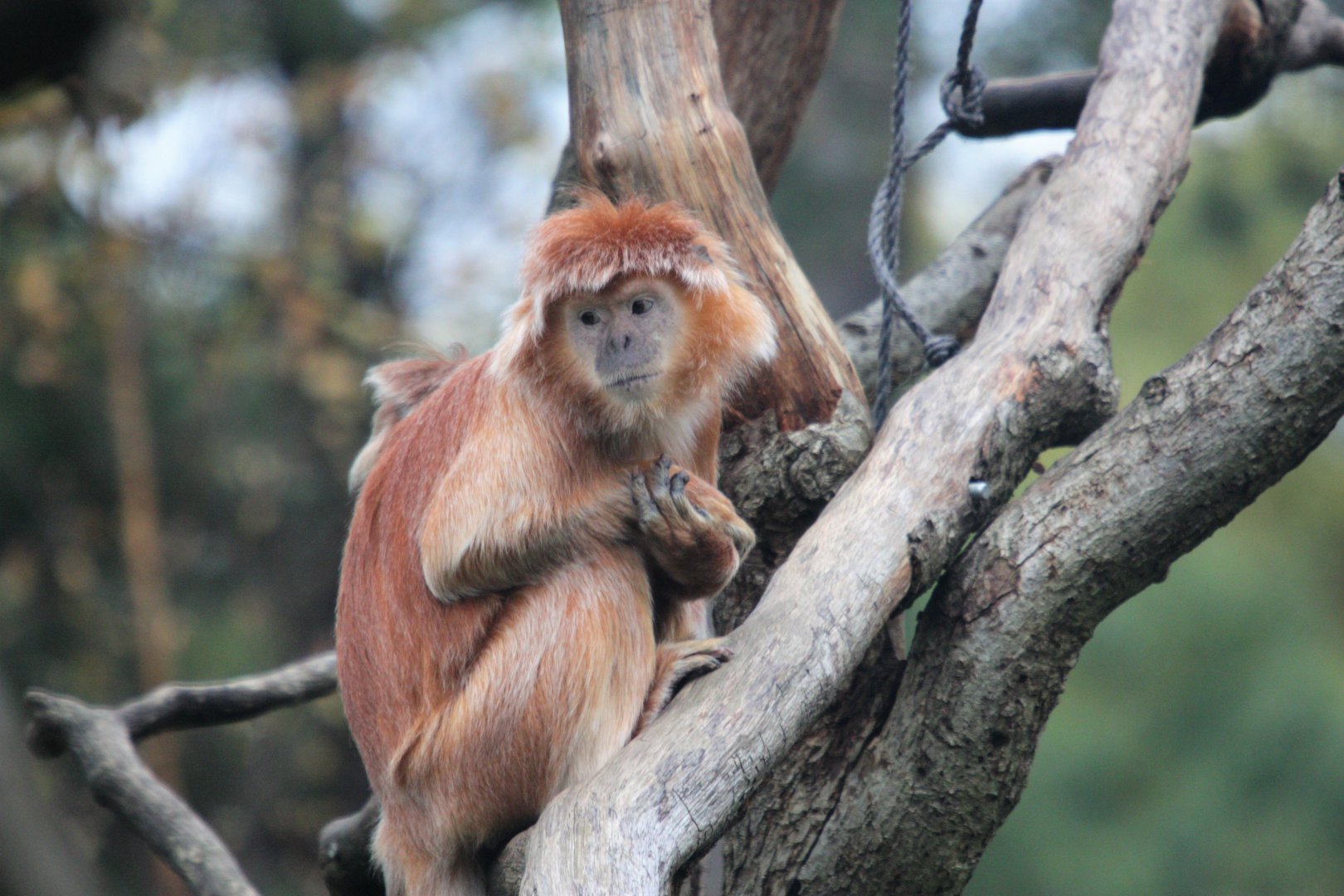 East Javan langur 1