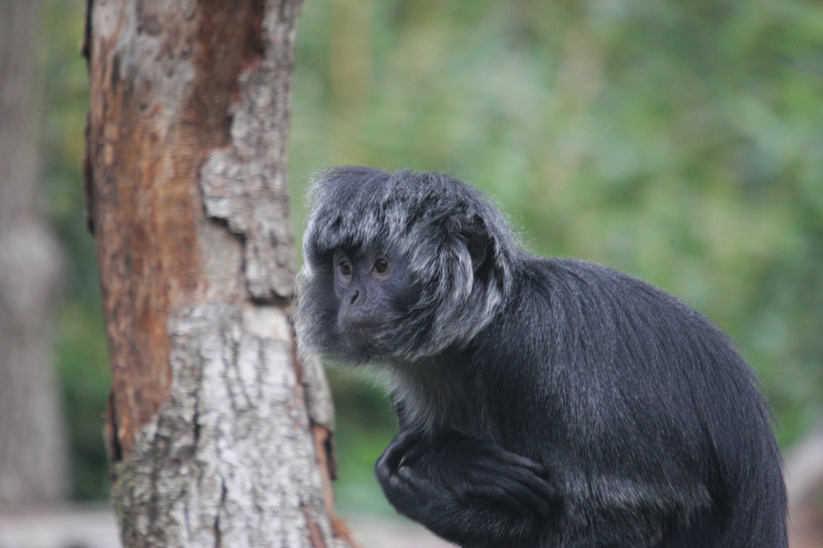 East Javan langur 3
