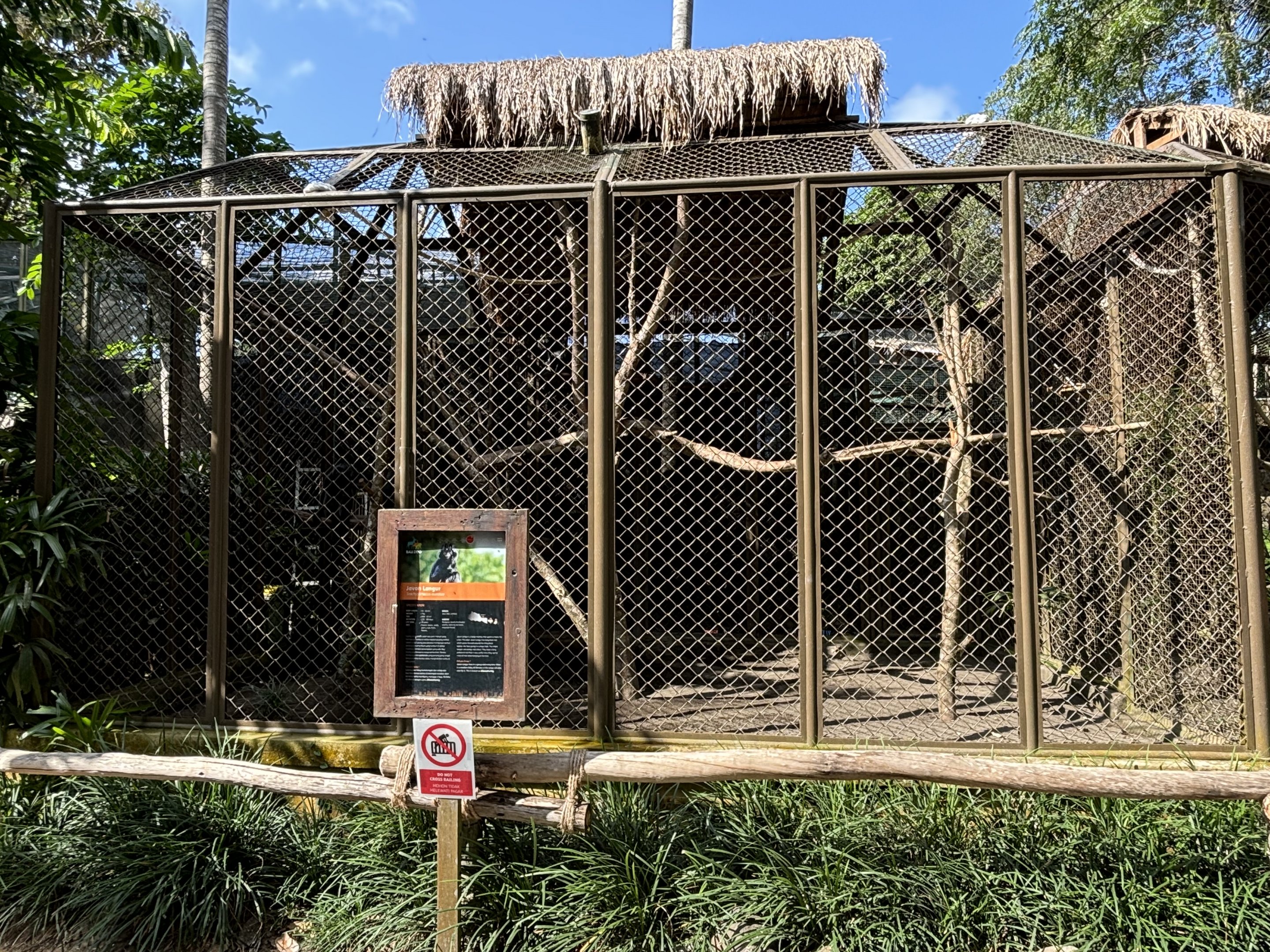 East Javan Langur Exhibit #1