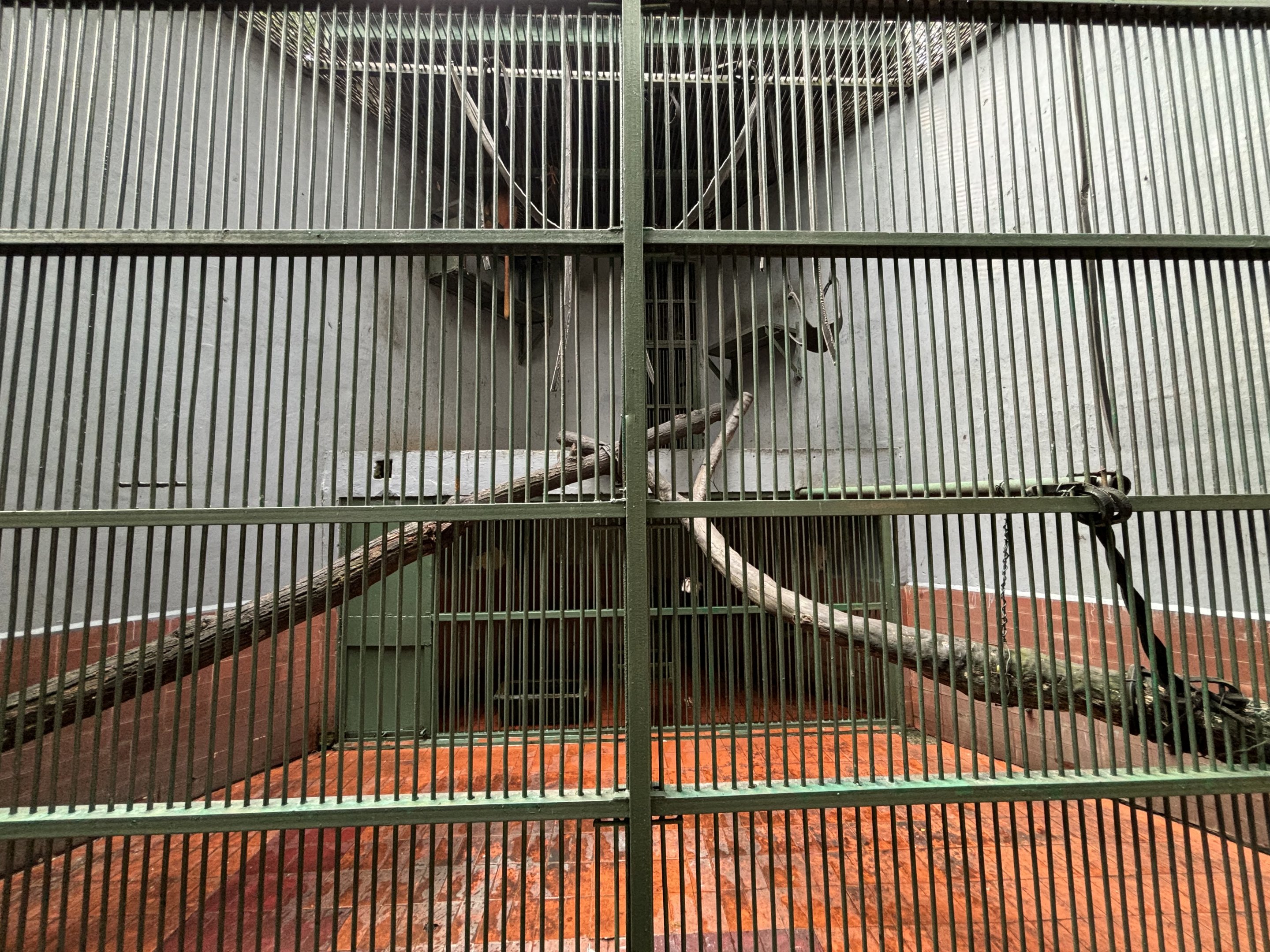 East Javan Langur Exhibit #1