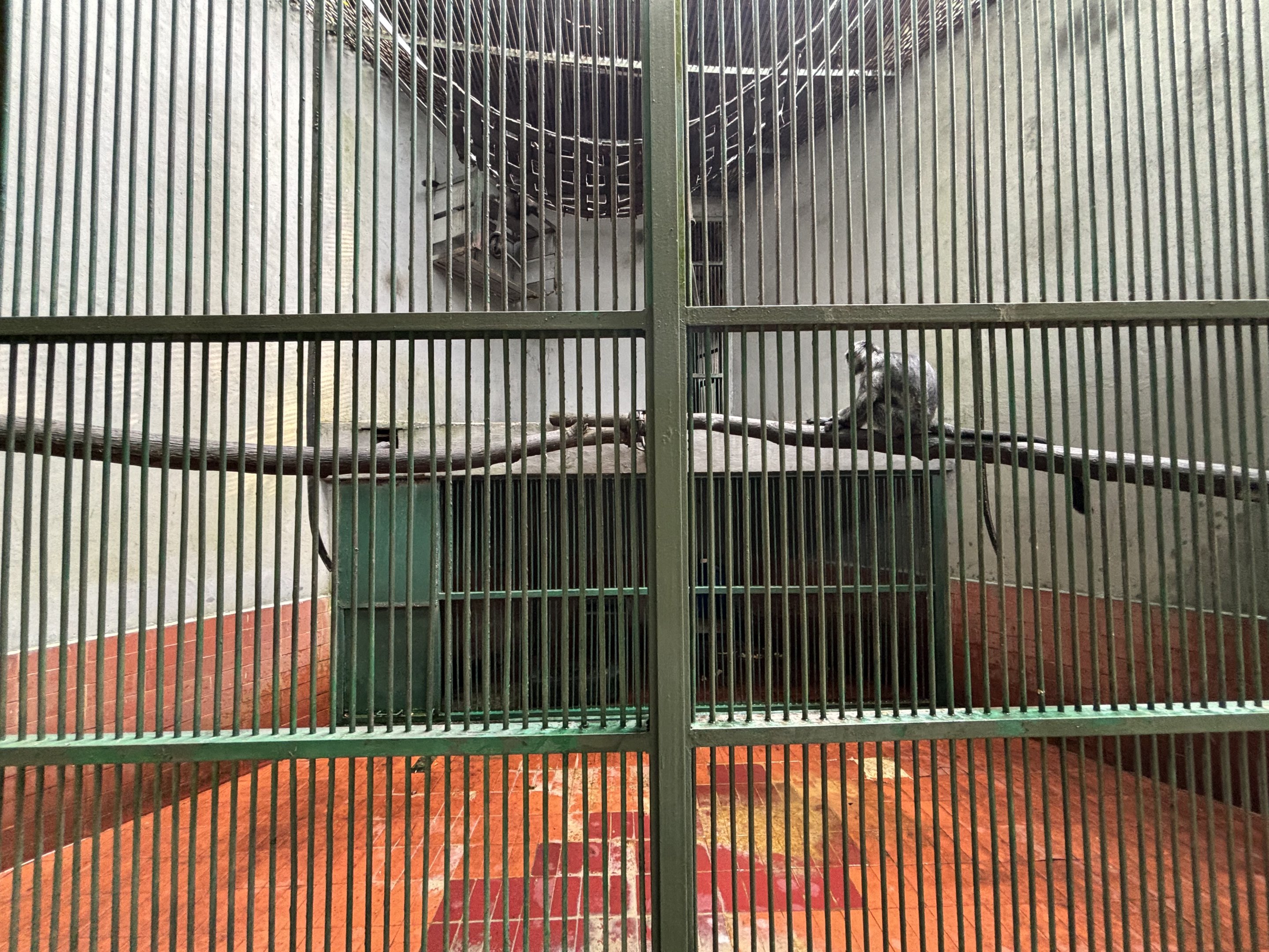 East Javan Langur Exhibit #2