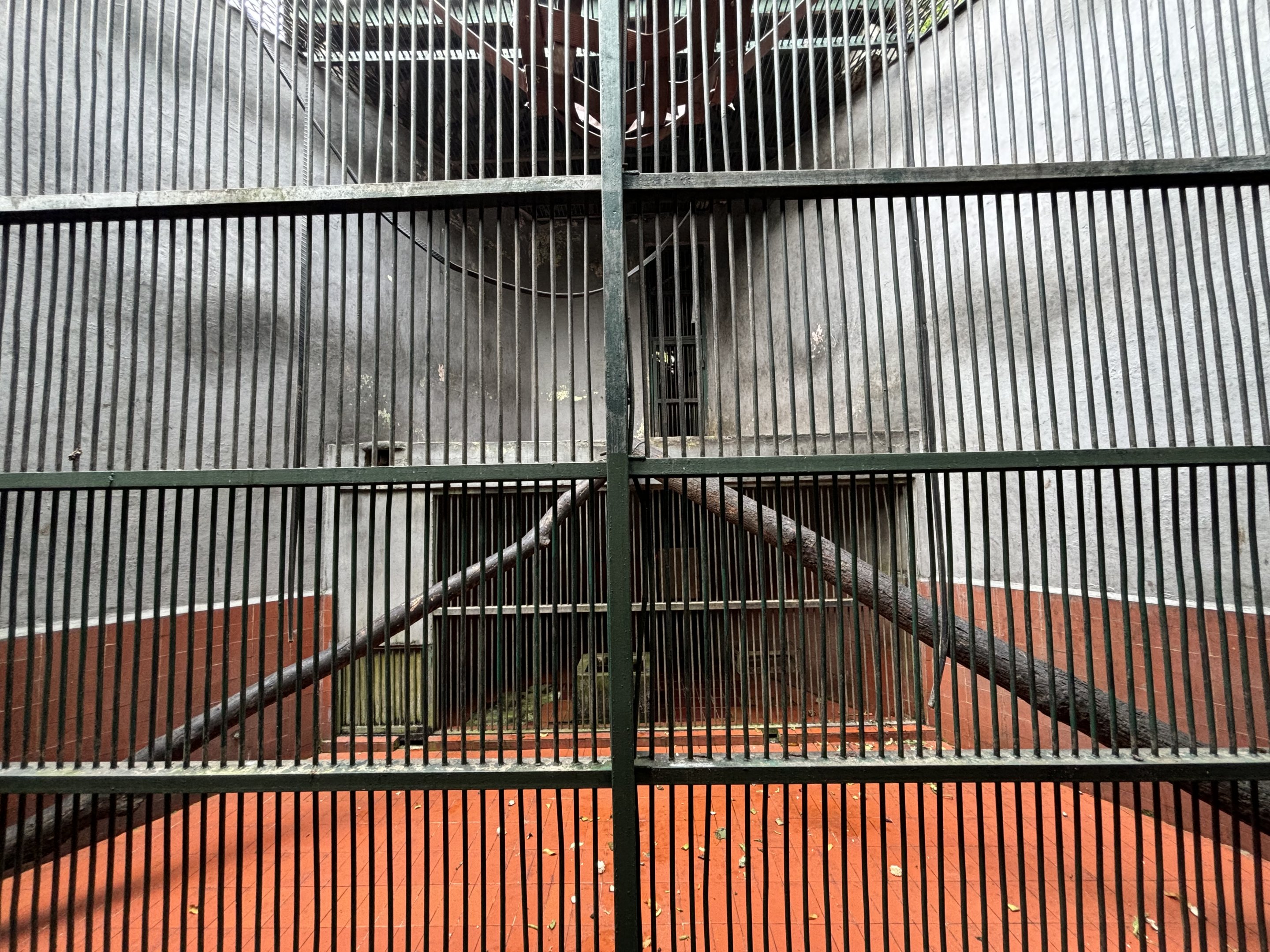 East Javan Langur Exhibit #3