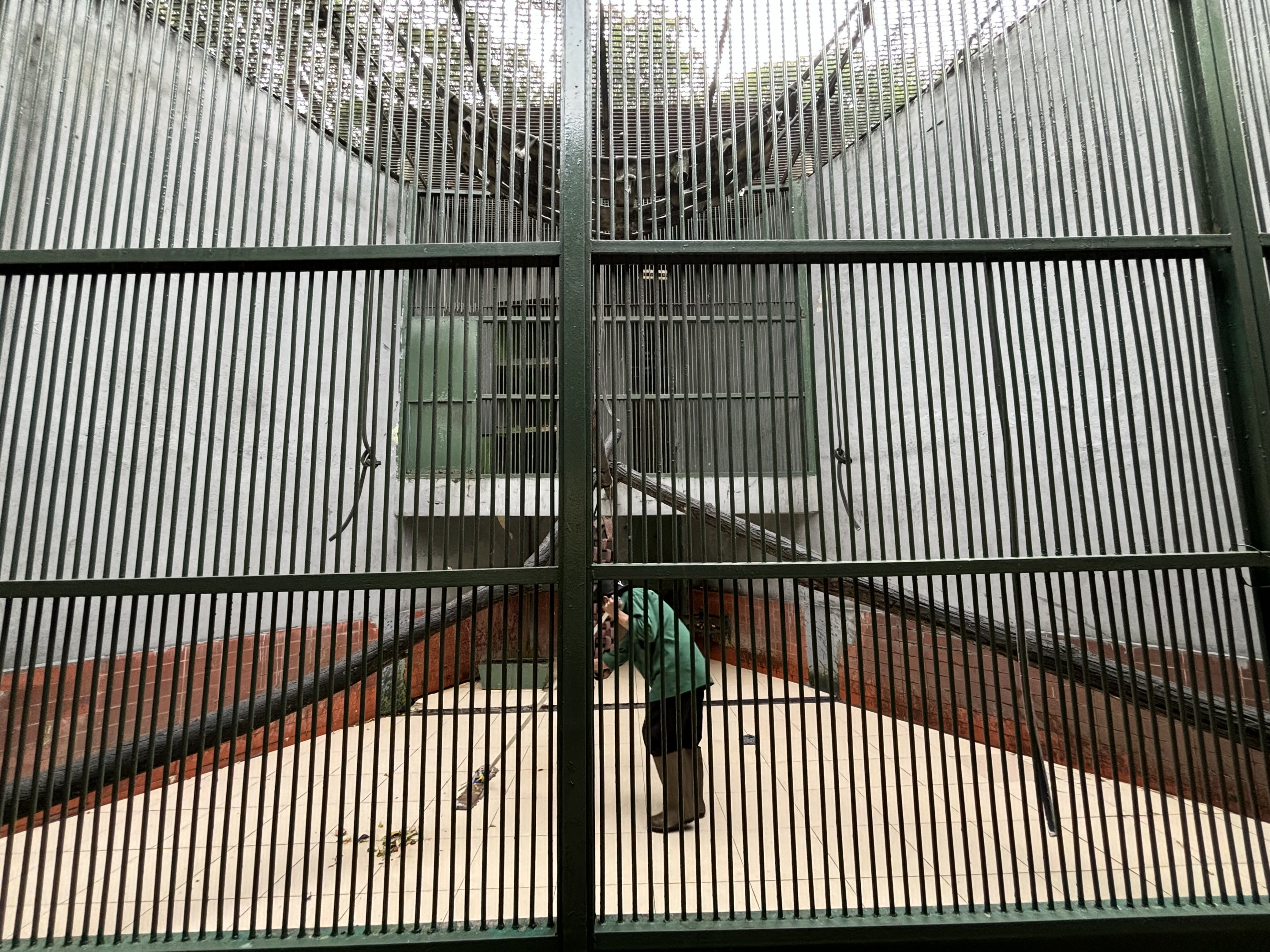 East Javan Langur Exhibit #4