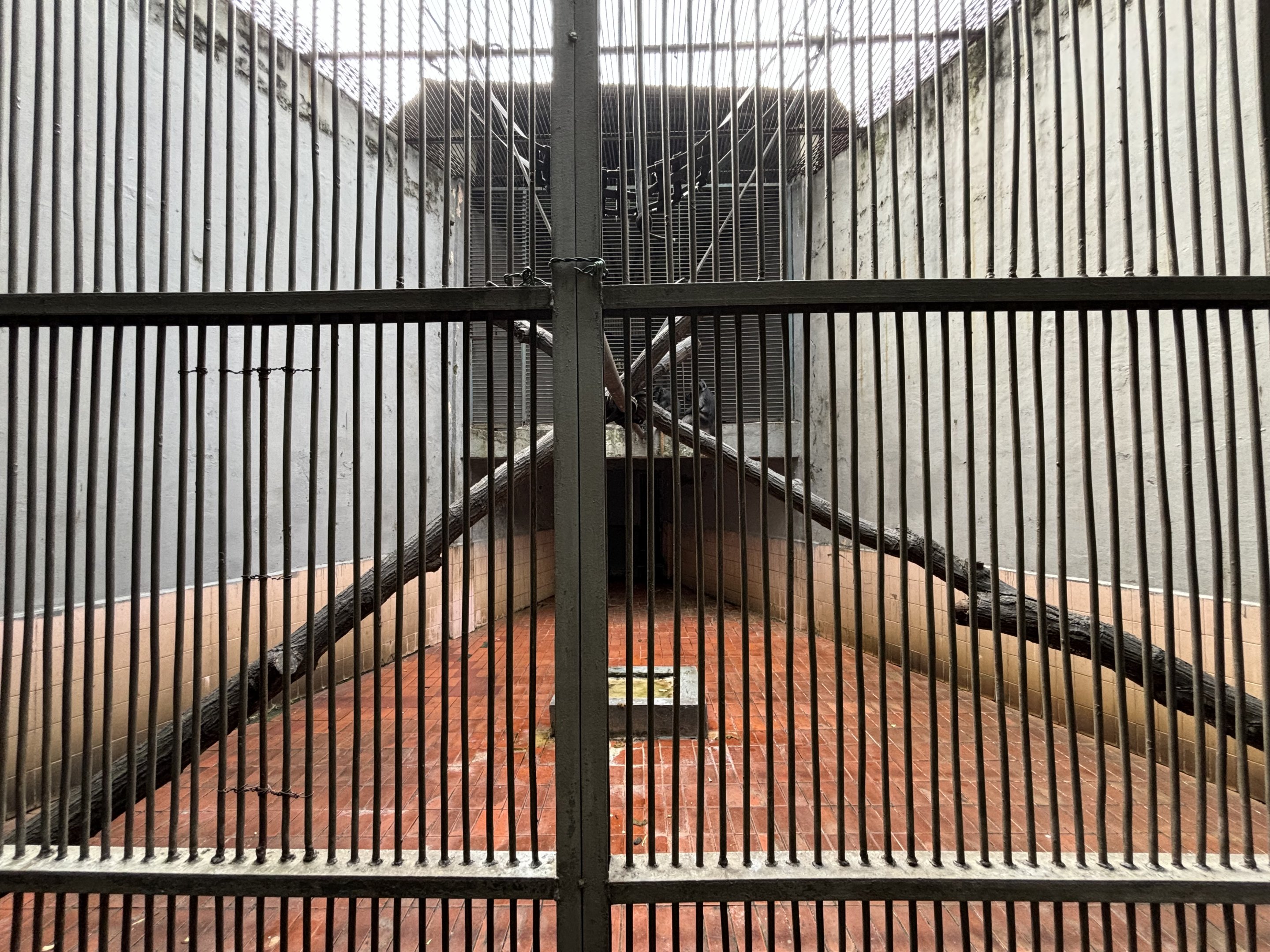 East Javan Langur Exhibit #5