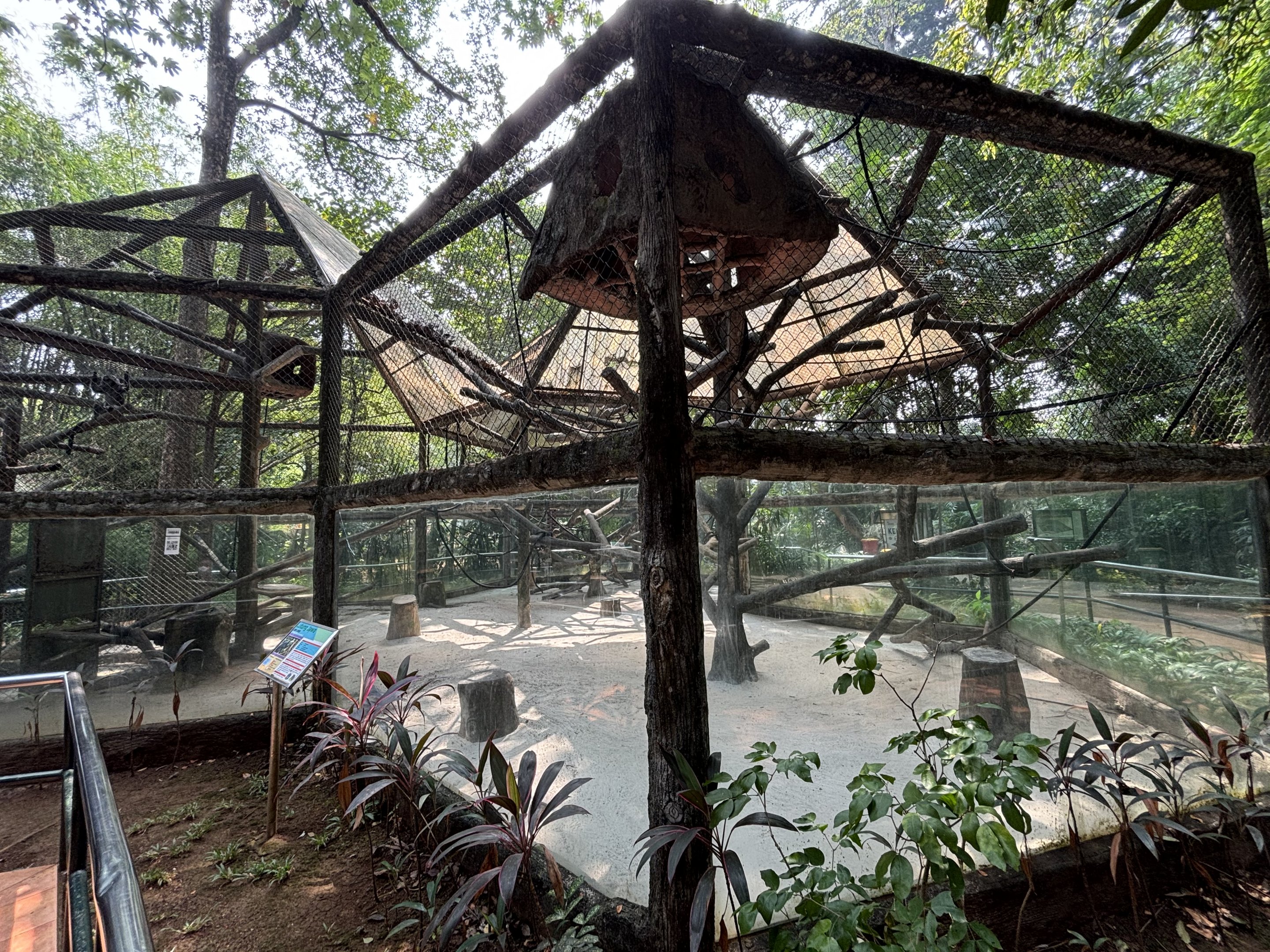 East Javan Langur Exhibit #6