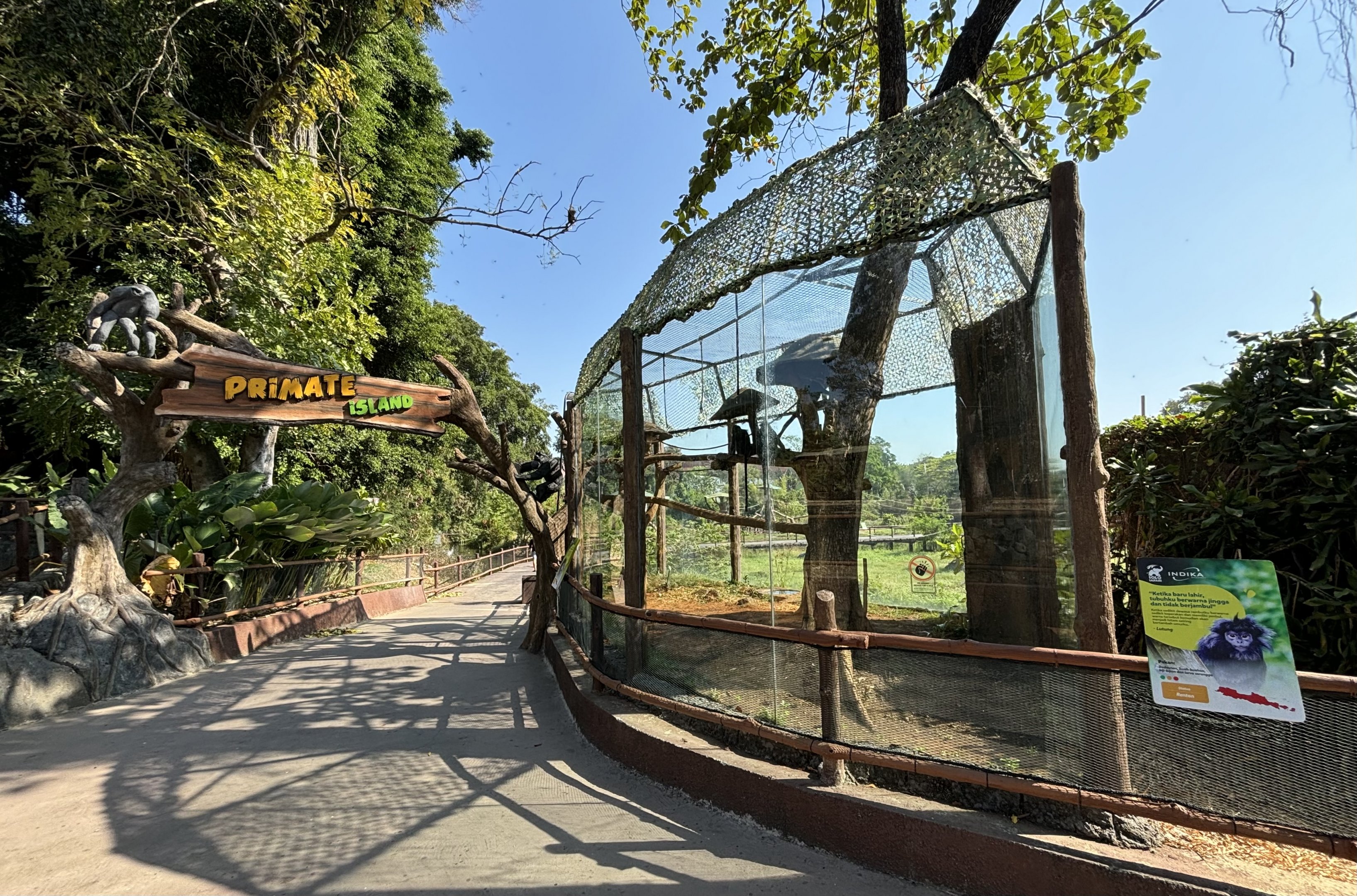 East Javan Langur Exhibit - Solo Safari