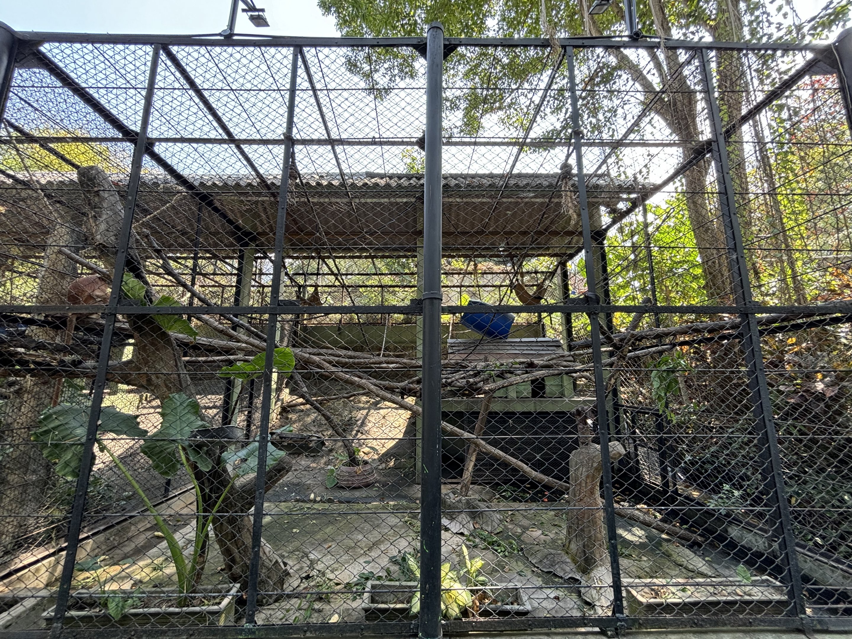 East Javan Langur Exhibit