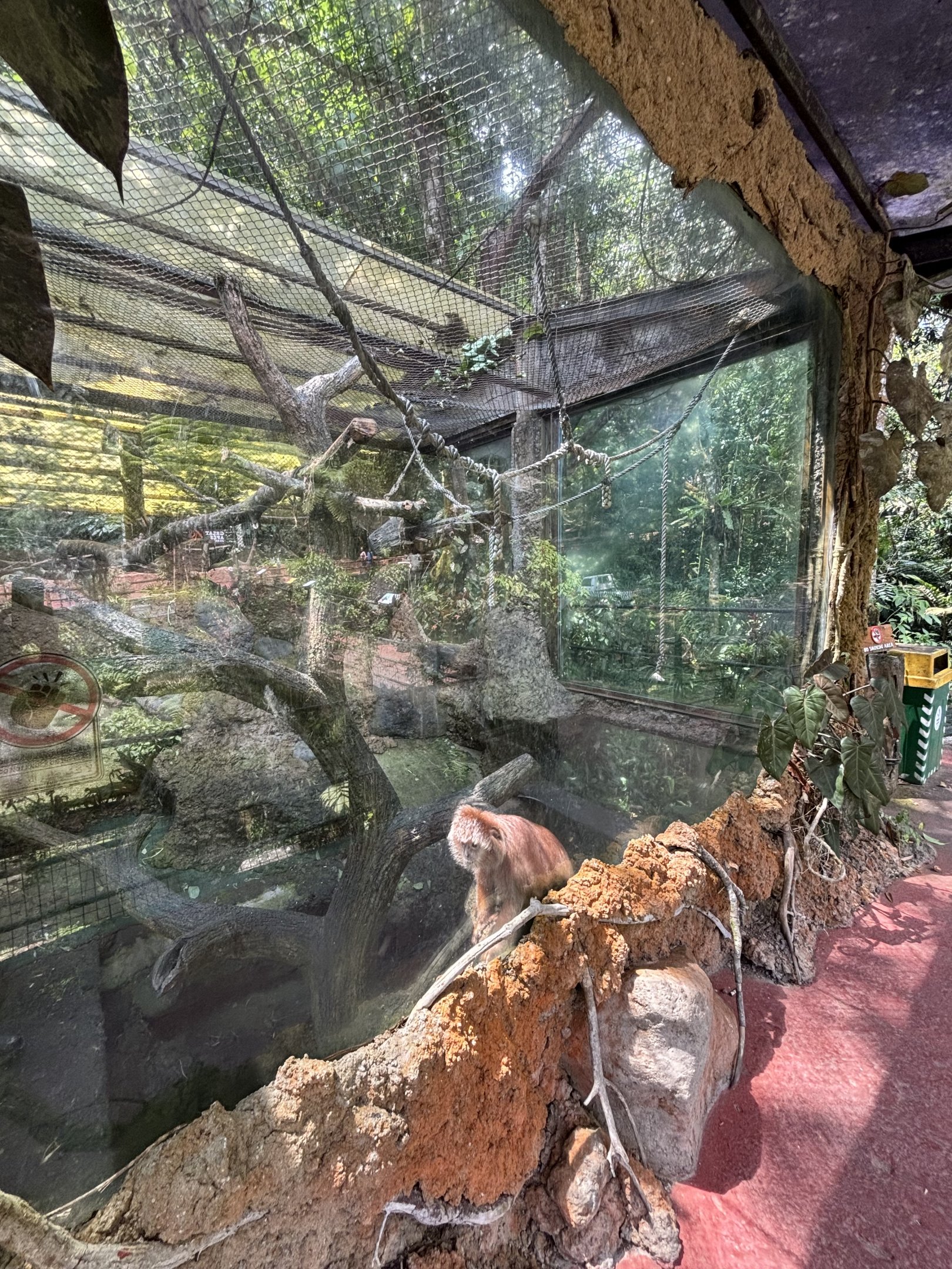 East Javan Langur Exhibit