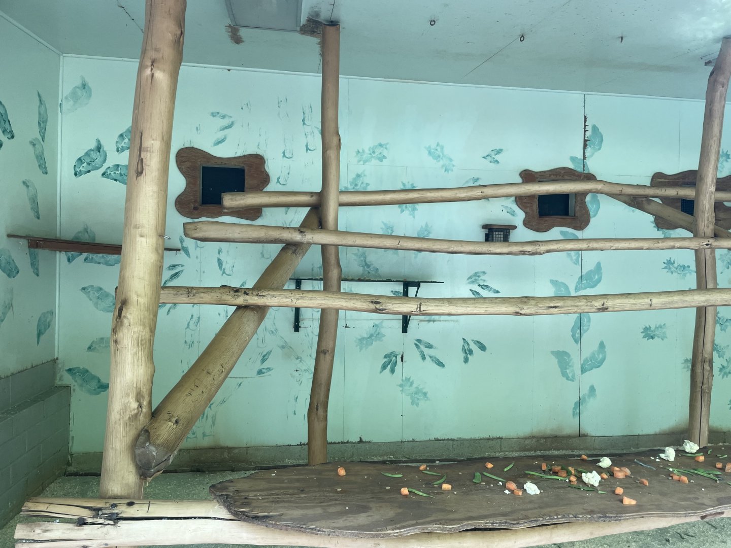 East Javan langur indoor area