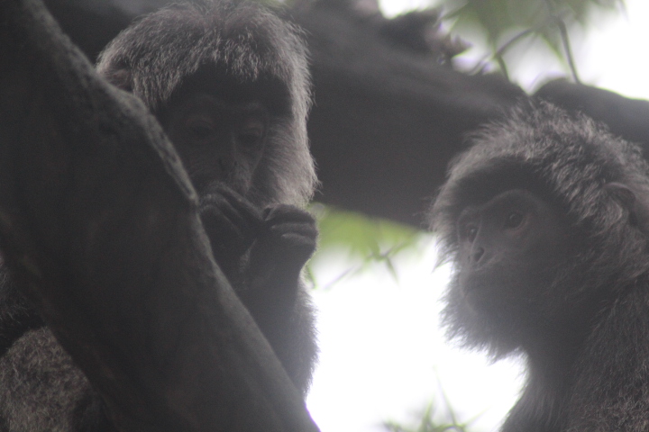 East Javan langur (Trachypithecus auratus)