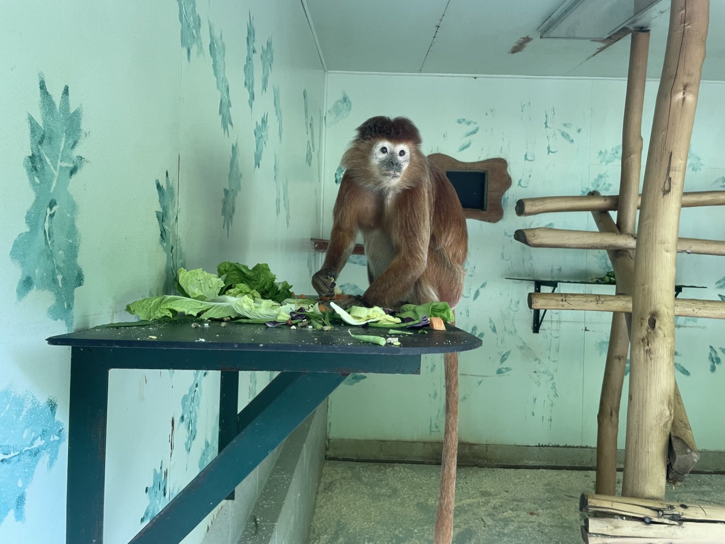 East Javan langur (Trachypithecus auratus)