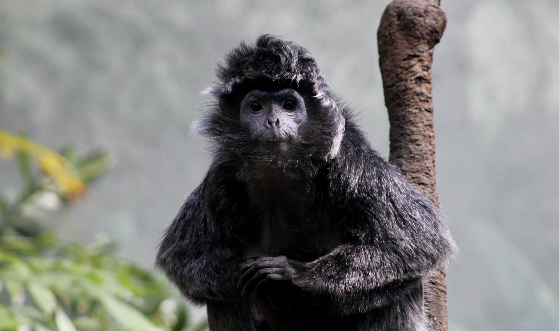 East Javan Langur (Trachypithecus auratus)