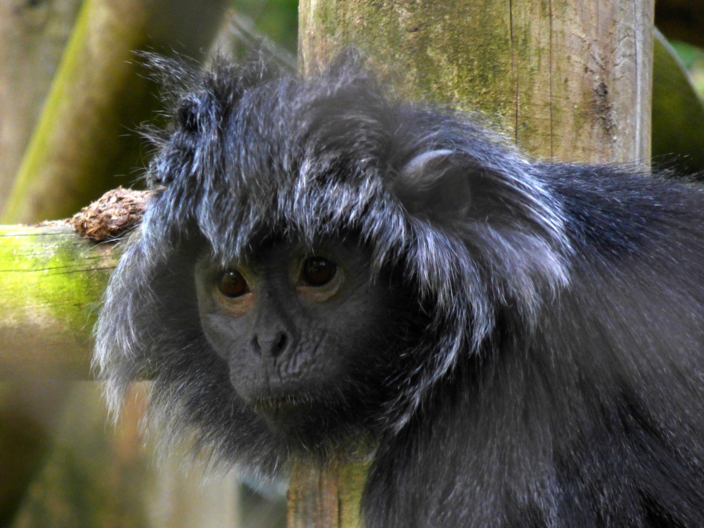 East Javan langur (Trachypithecus auratus)