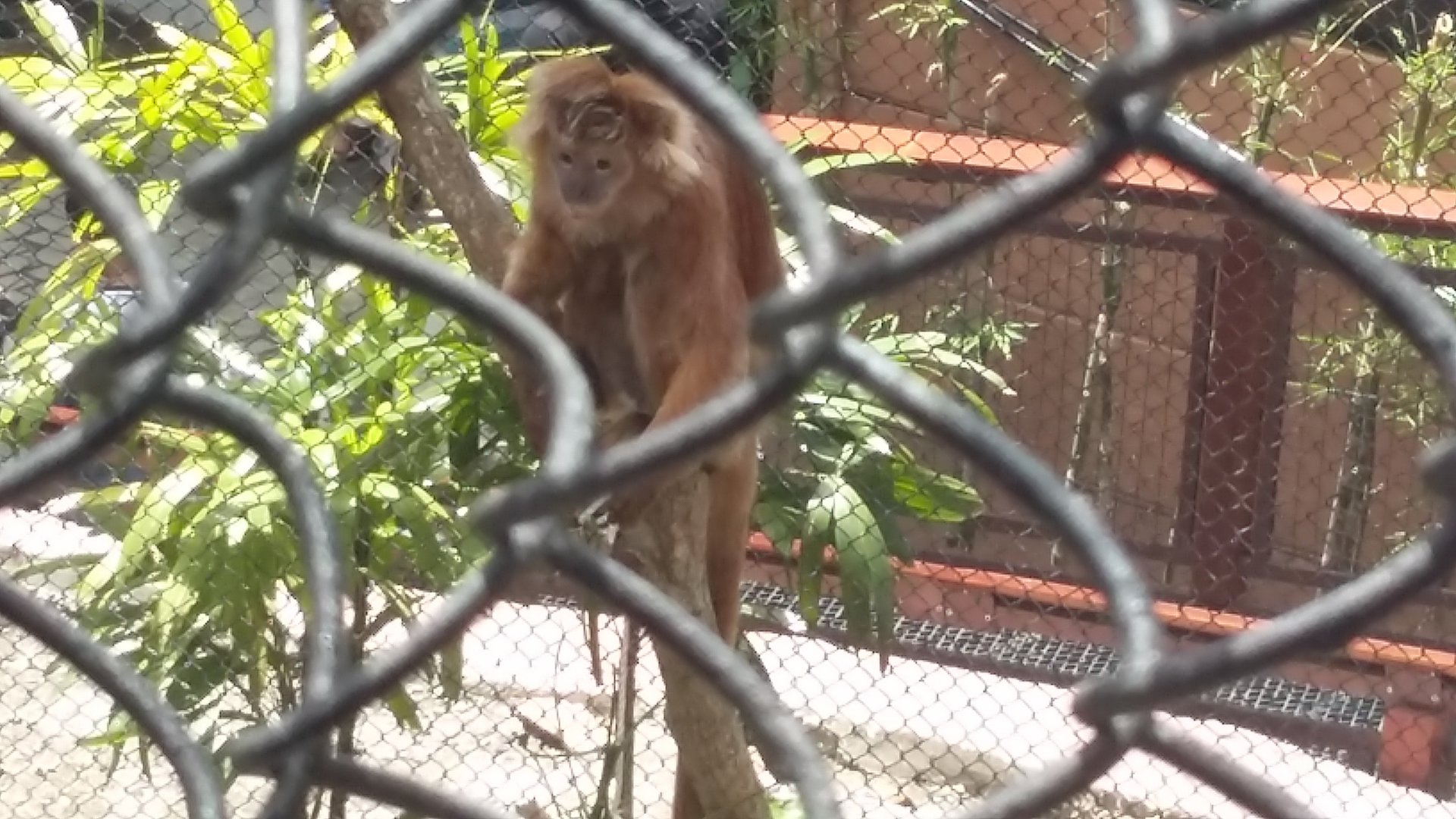 East Javan langur (Trachypithecus auratus)