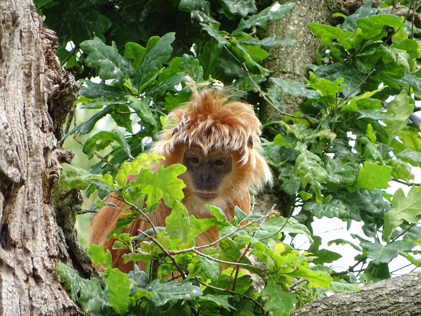 East Javan langur (Trachypithecus auratus)
