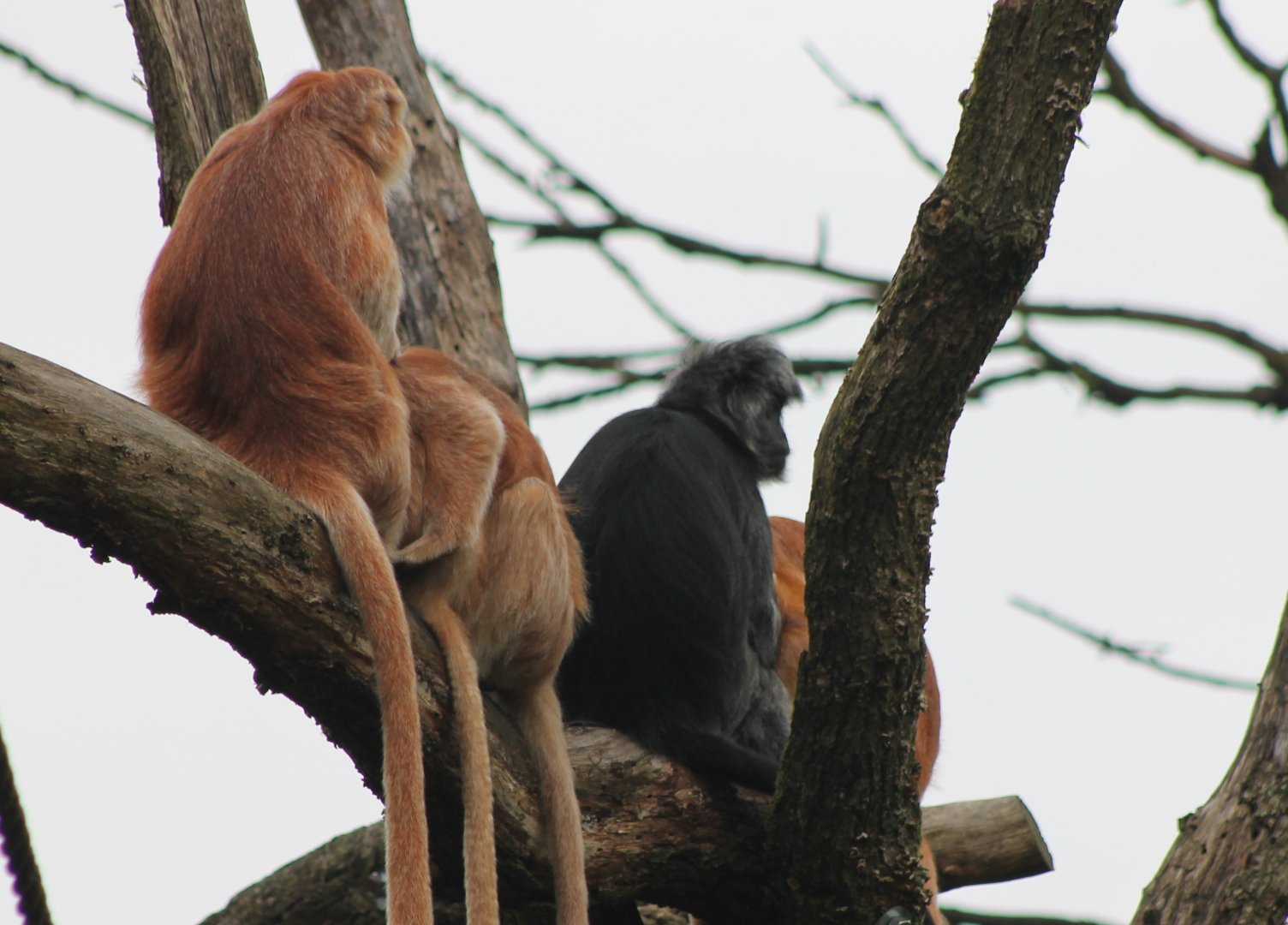 East Javan langurs