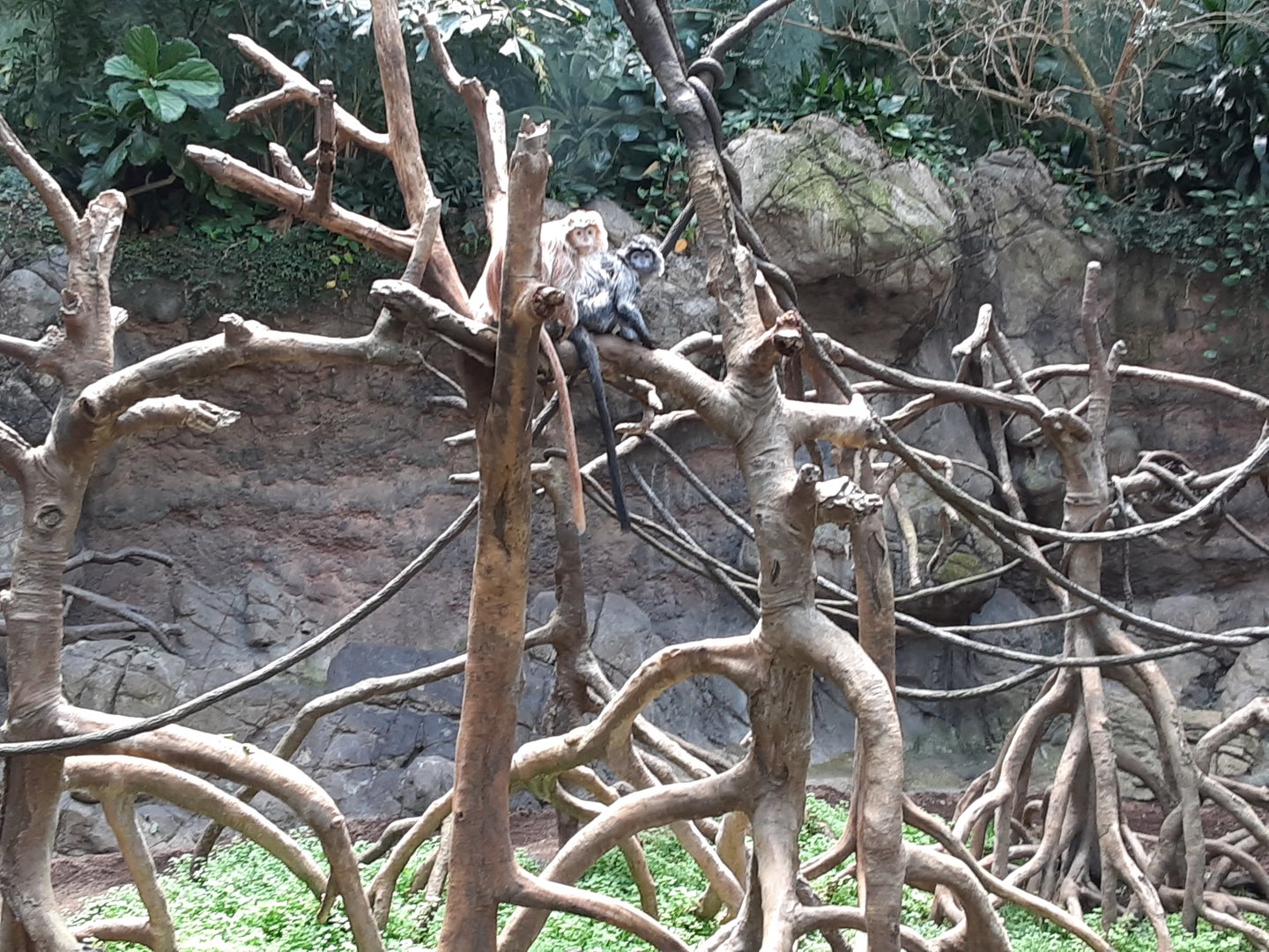 East Javan Langurs