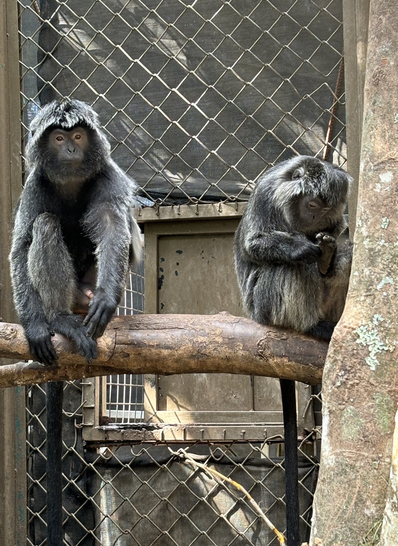 East Javan Langurs