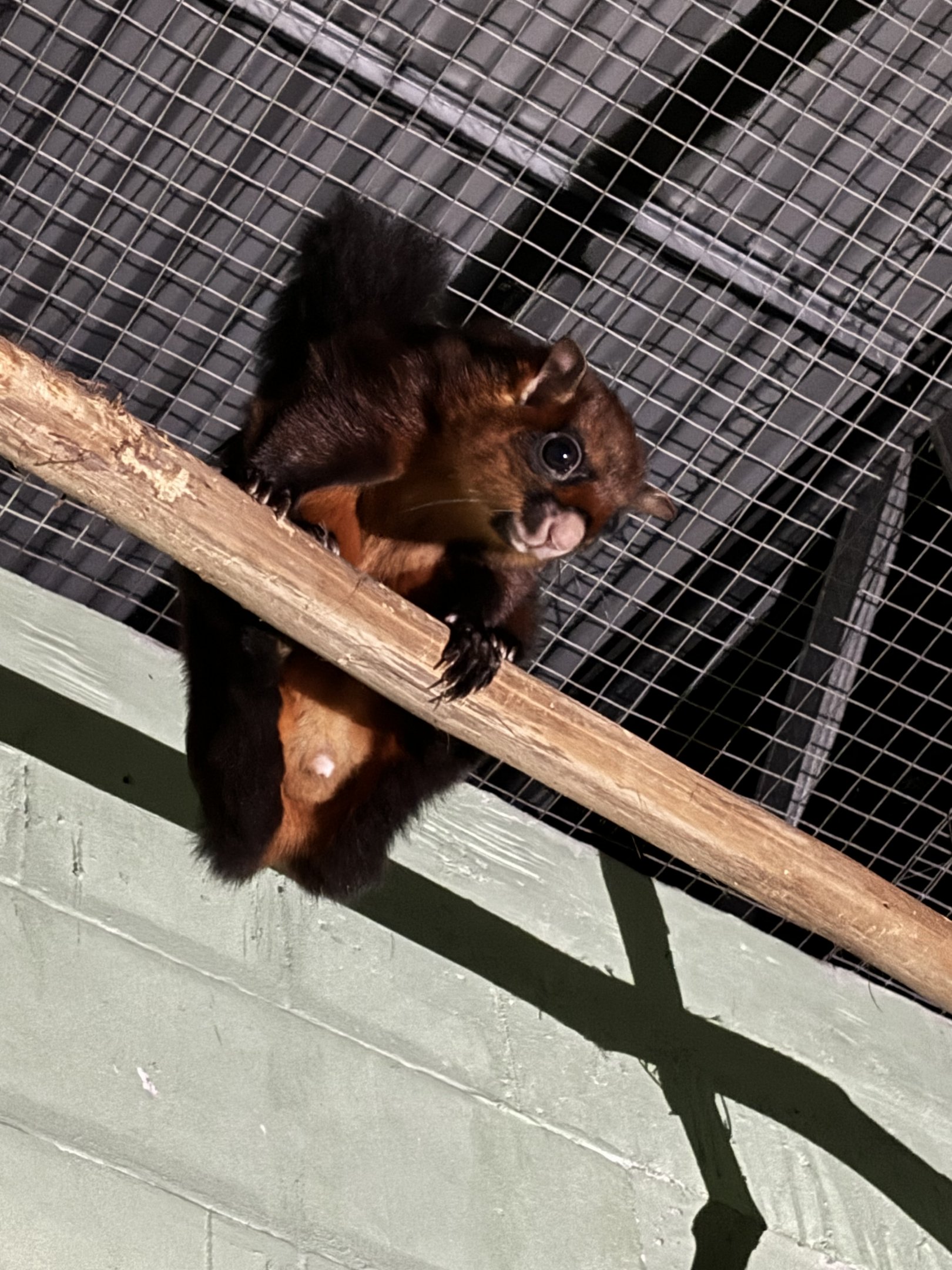 East Javan Red Giant Flying Squirrel (off-show)