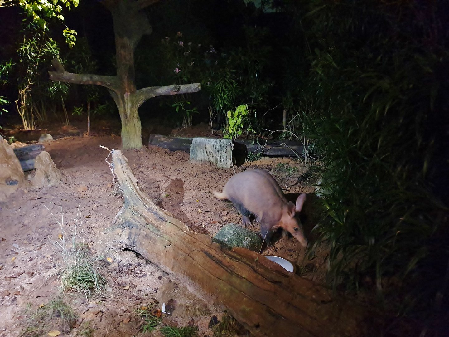 East Lodge Trail - Aardvark