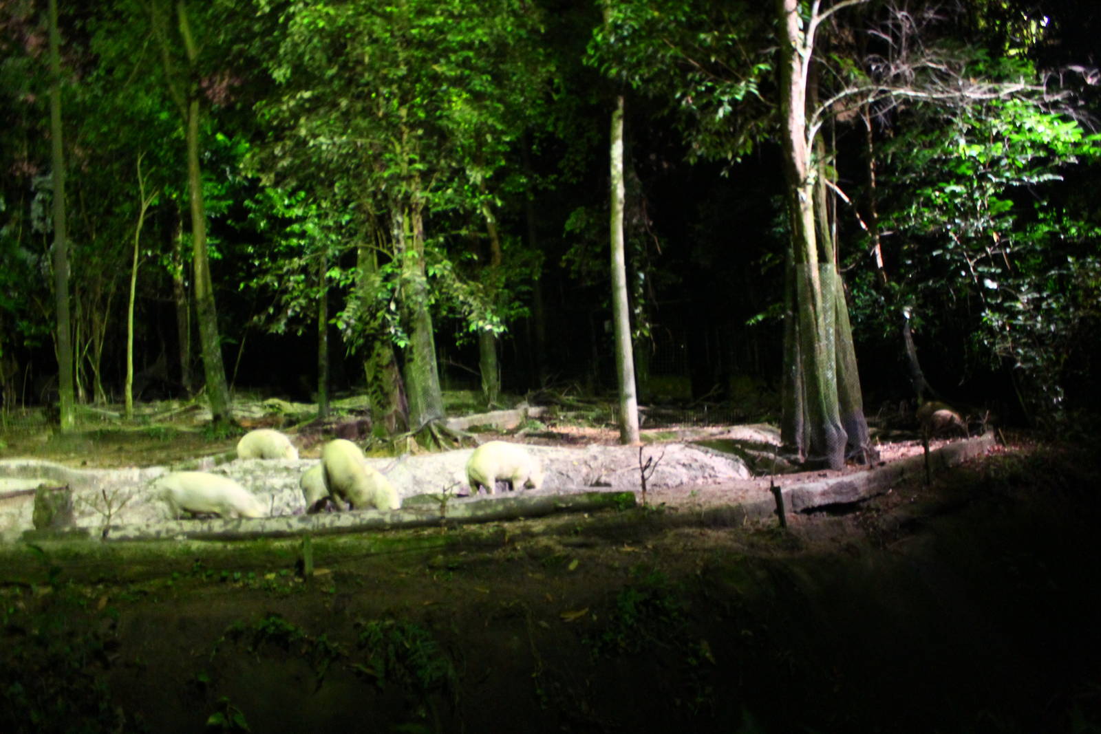 East Lodge Trail - Babirusa exhibit