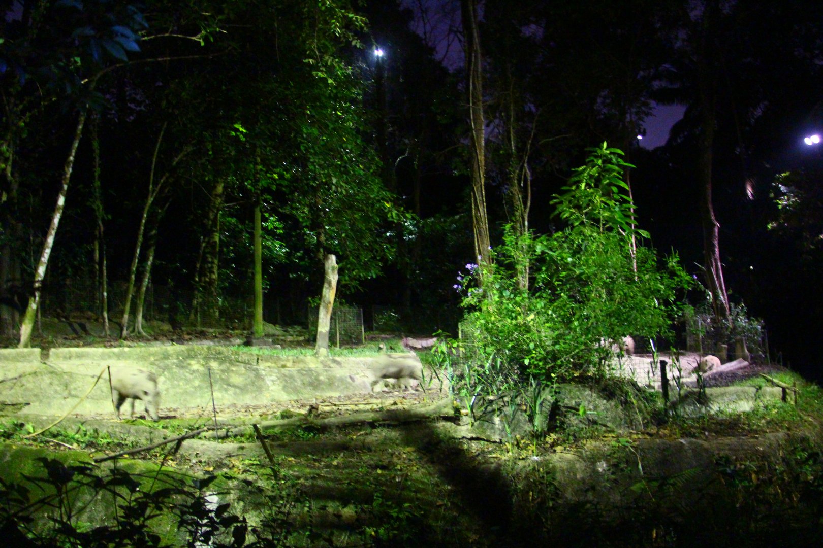 East Lodge Trail - Babirusa exhibit