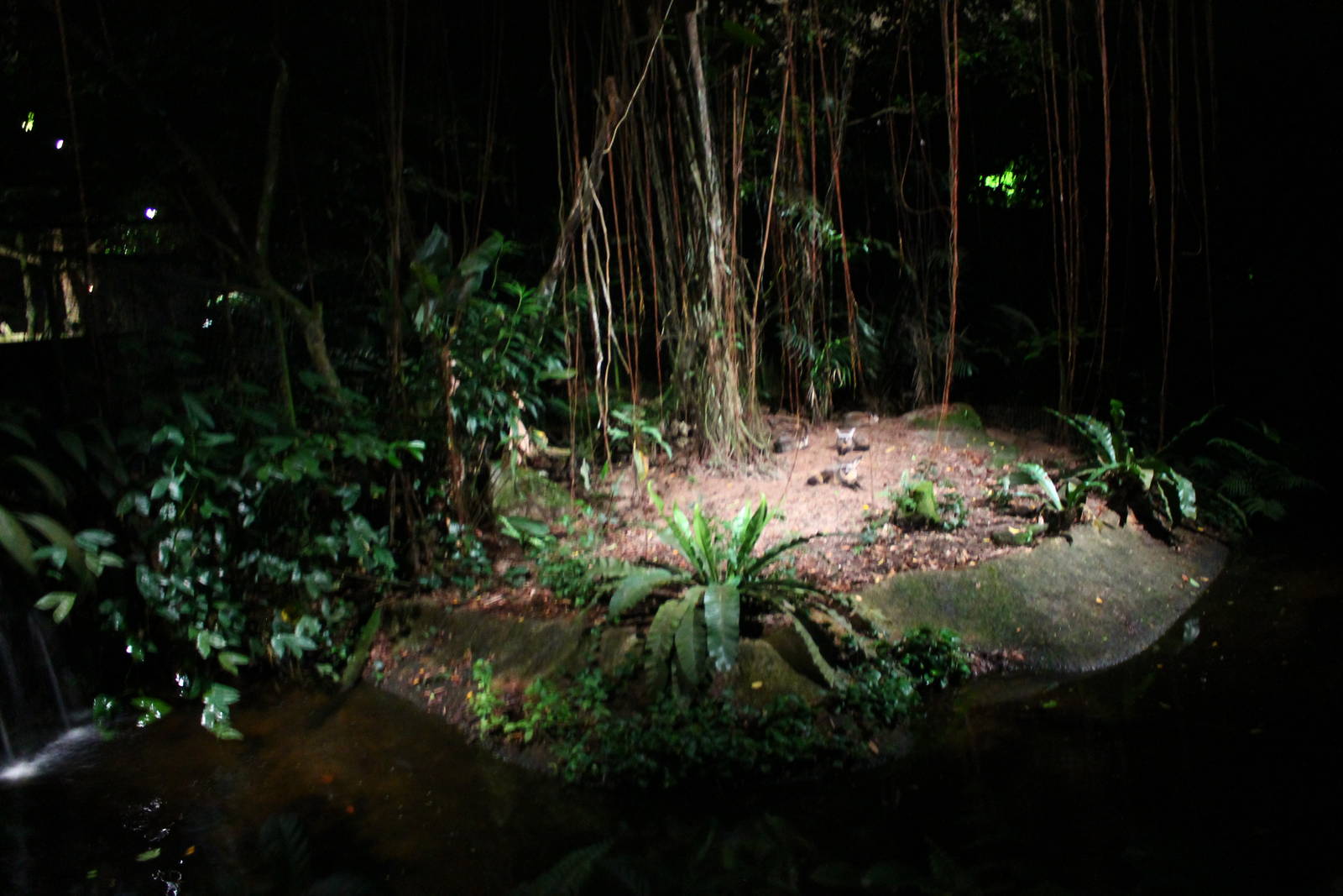 East Lodge Trail - Bat-eared Fox exhibit