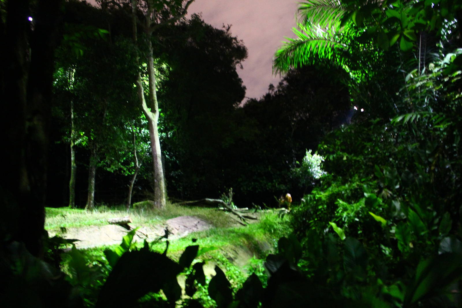 East Lodge Trail - Bongo exhibit