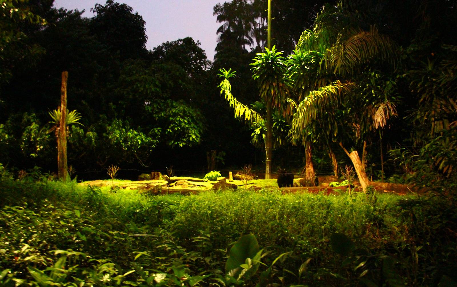 East Lodge Trail - Lowland Anoa exhibit