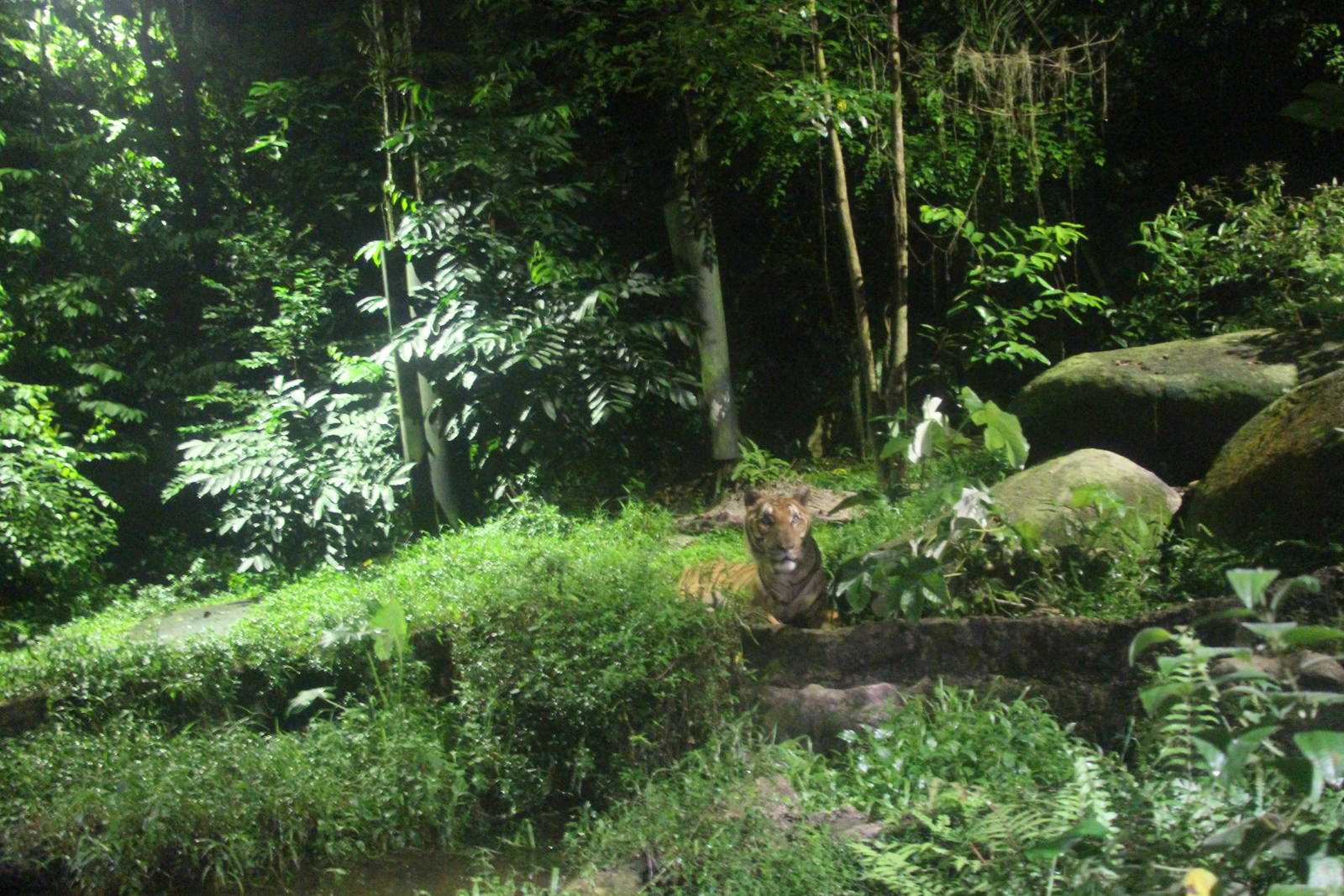 East Lodge Trail - Malayan Tiger exhibit