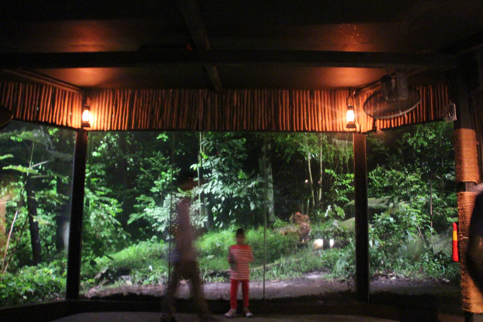 East Lodge Trail - Malayan Tiger exhibit