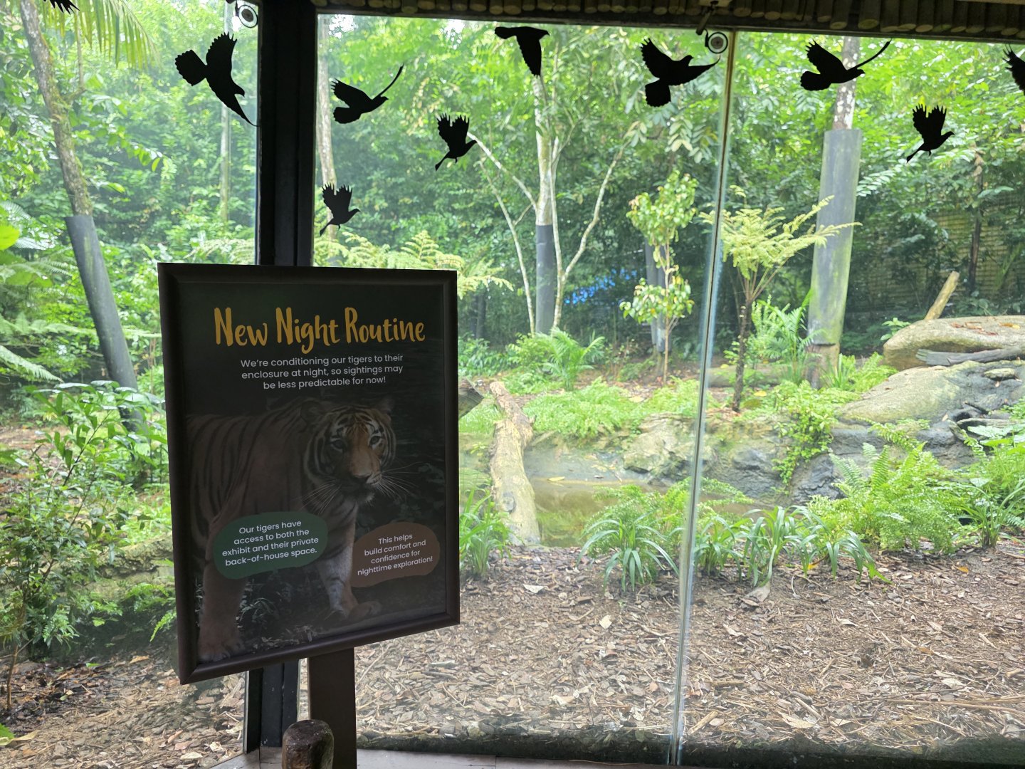East Lodge Trail- Malayan Tiger exhibit