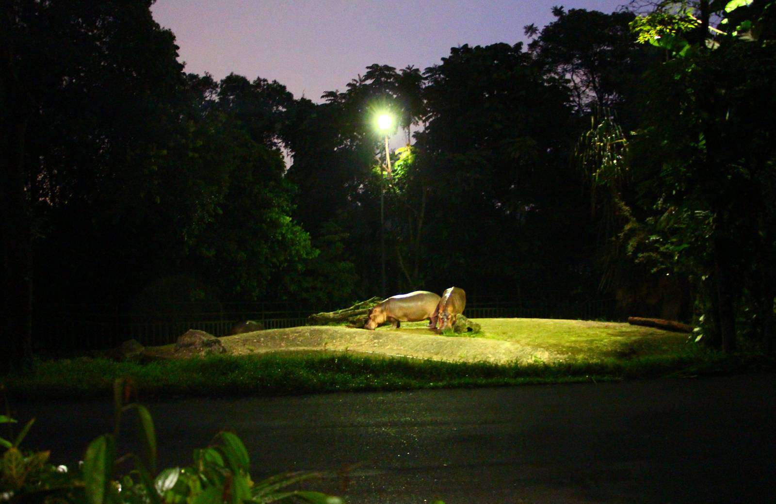 East Lodge Trail - Nile Hippo exhibit