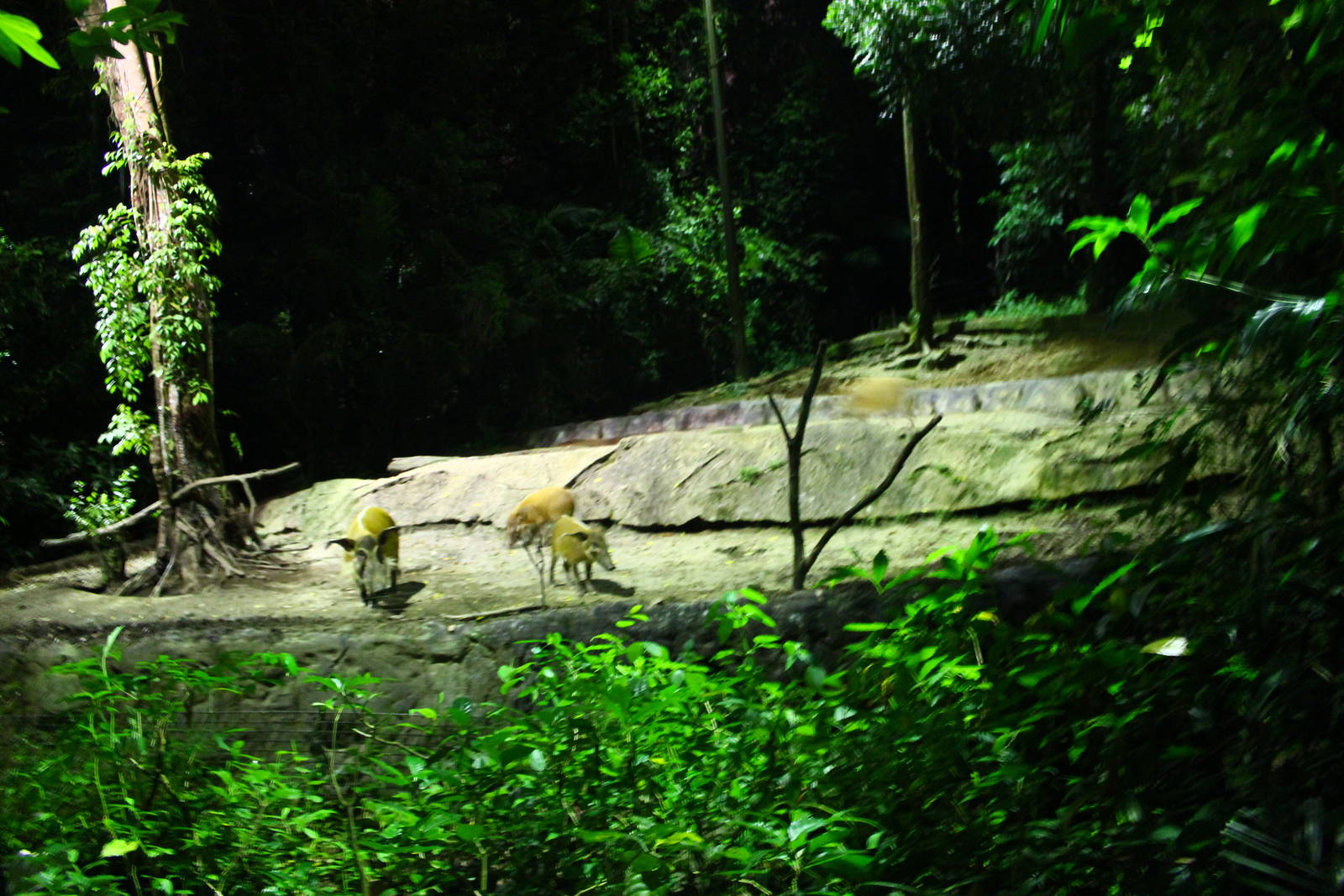East Lodge Trail - Red River Hog exhibit