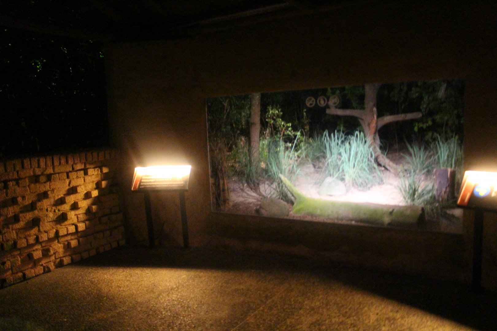 East Lodge Trail - Serval exhibit