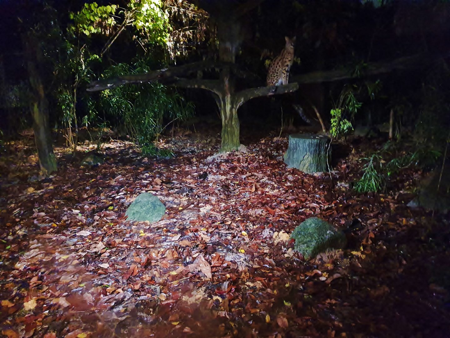 East Lodge Trail - Serval