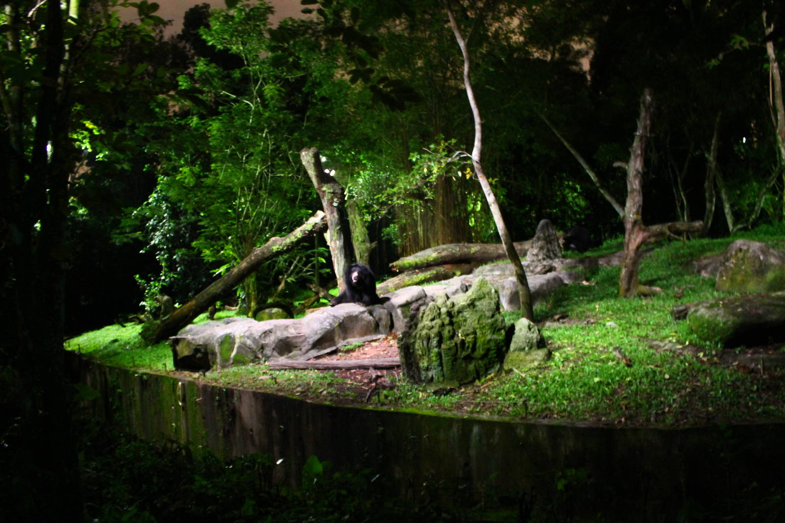 East Lodge Trail - Sloth Bear exhibit