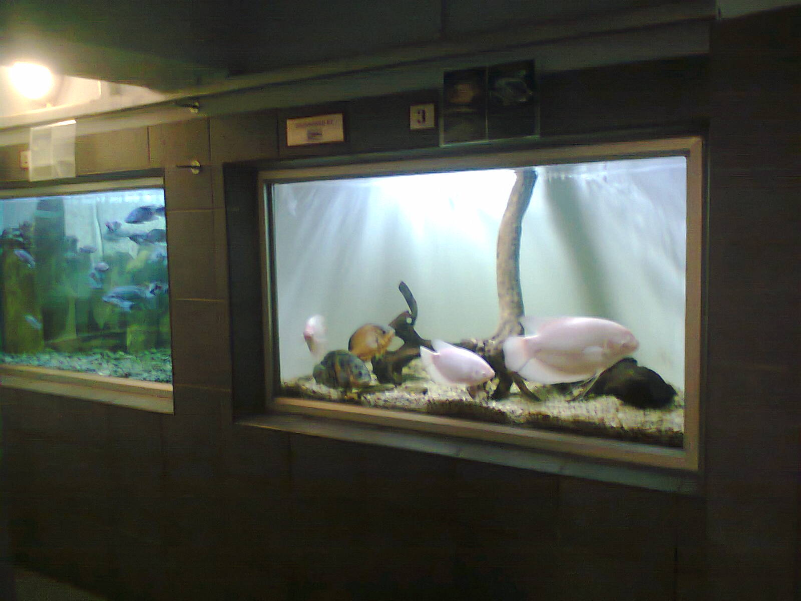 East London Aquarium