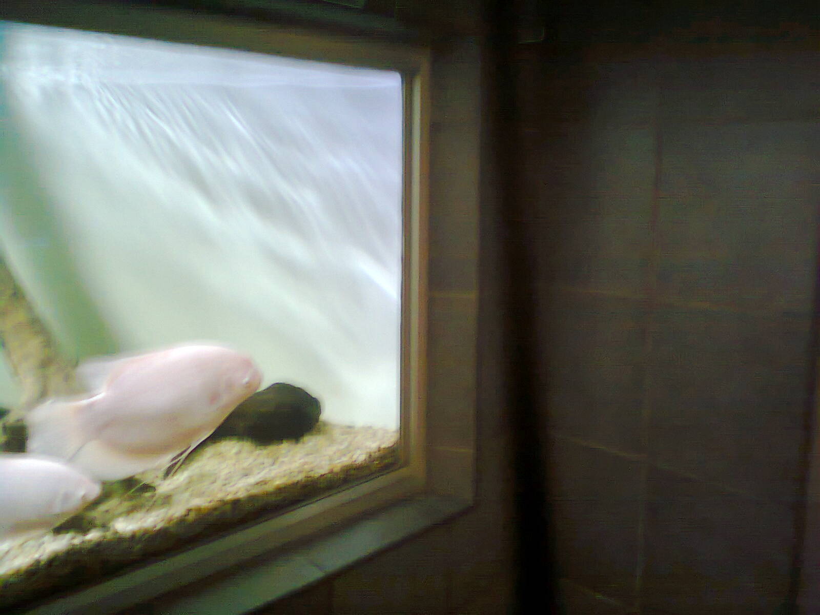 East London Aquarium