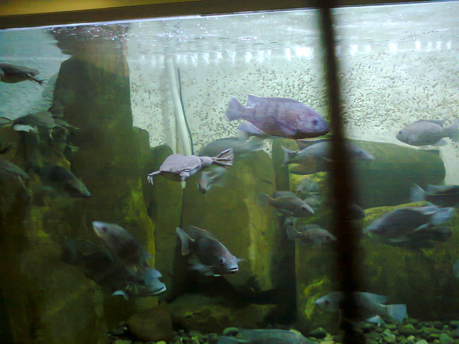 East London Aquarium