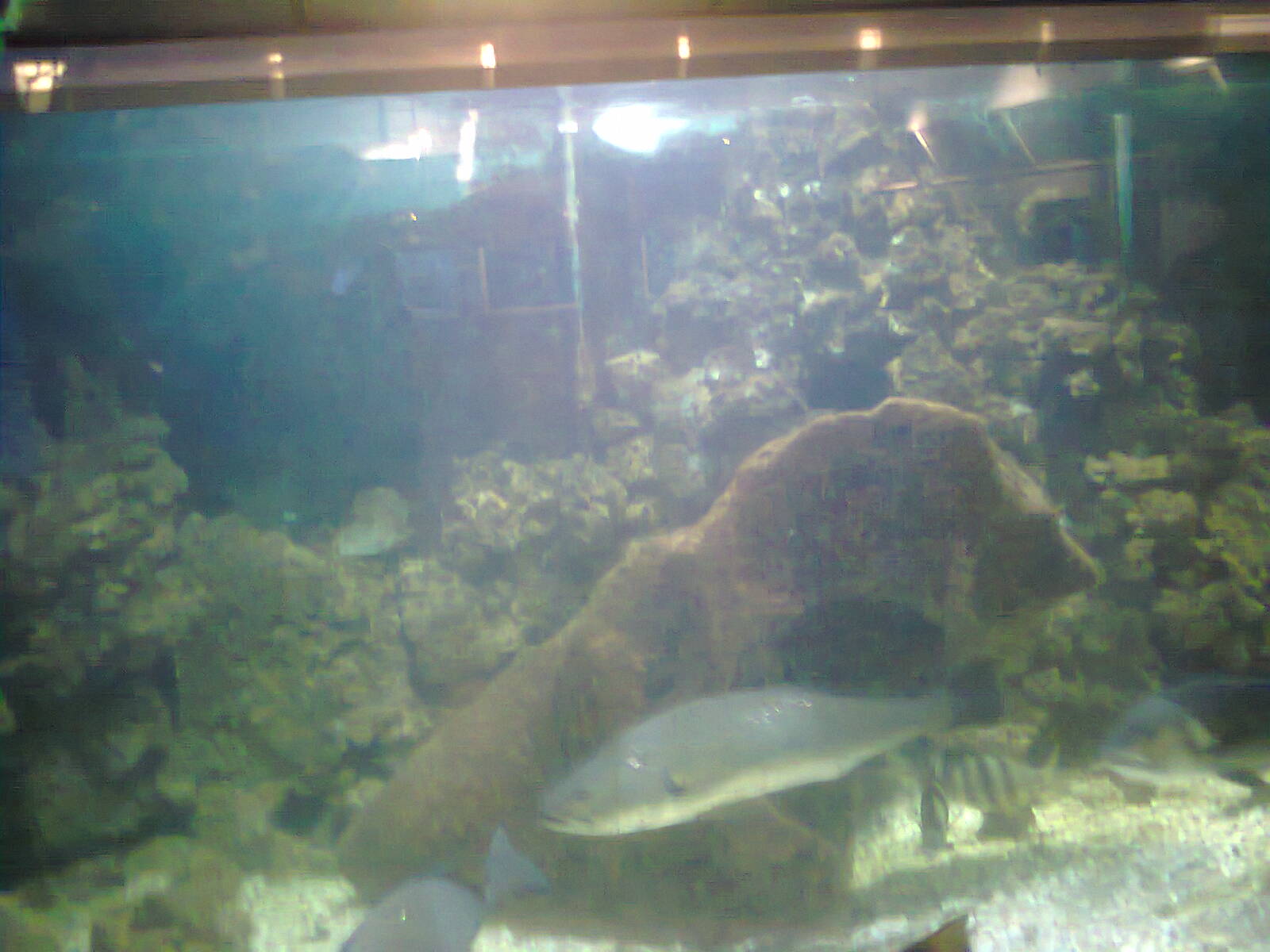 East London Aquarium