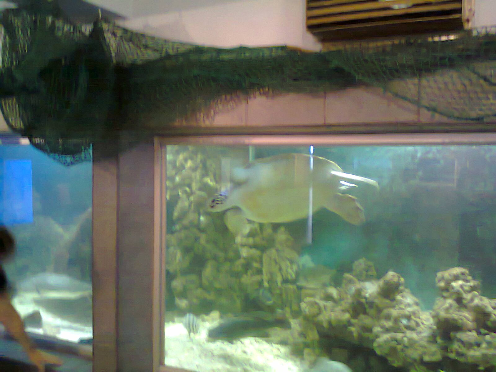 East London Aquarium