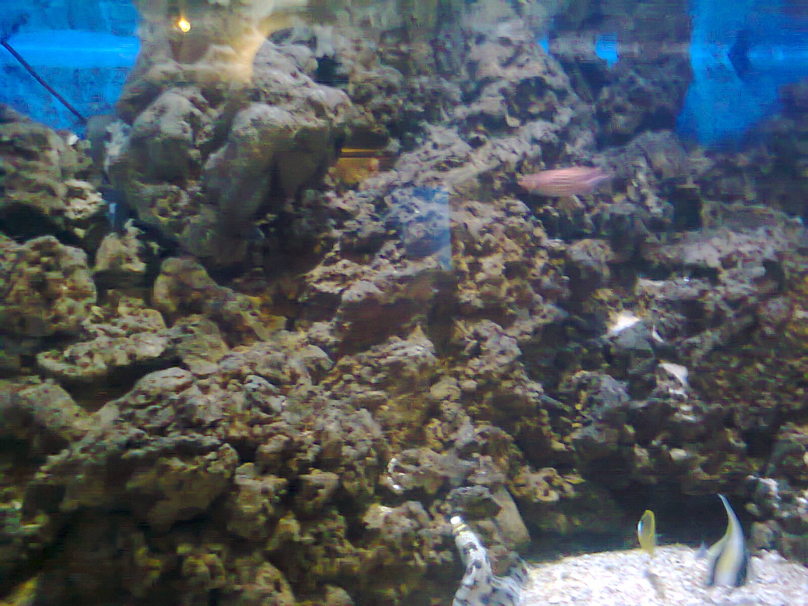 East London Aquarium