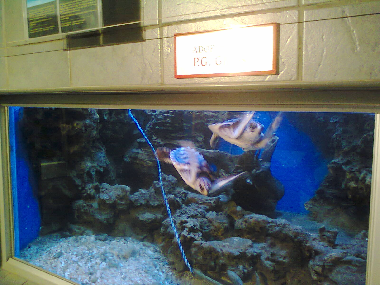 East London Aquarium