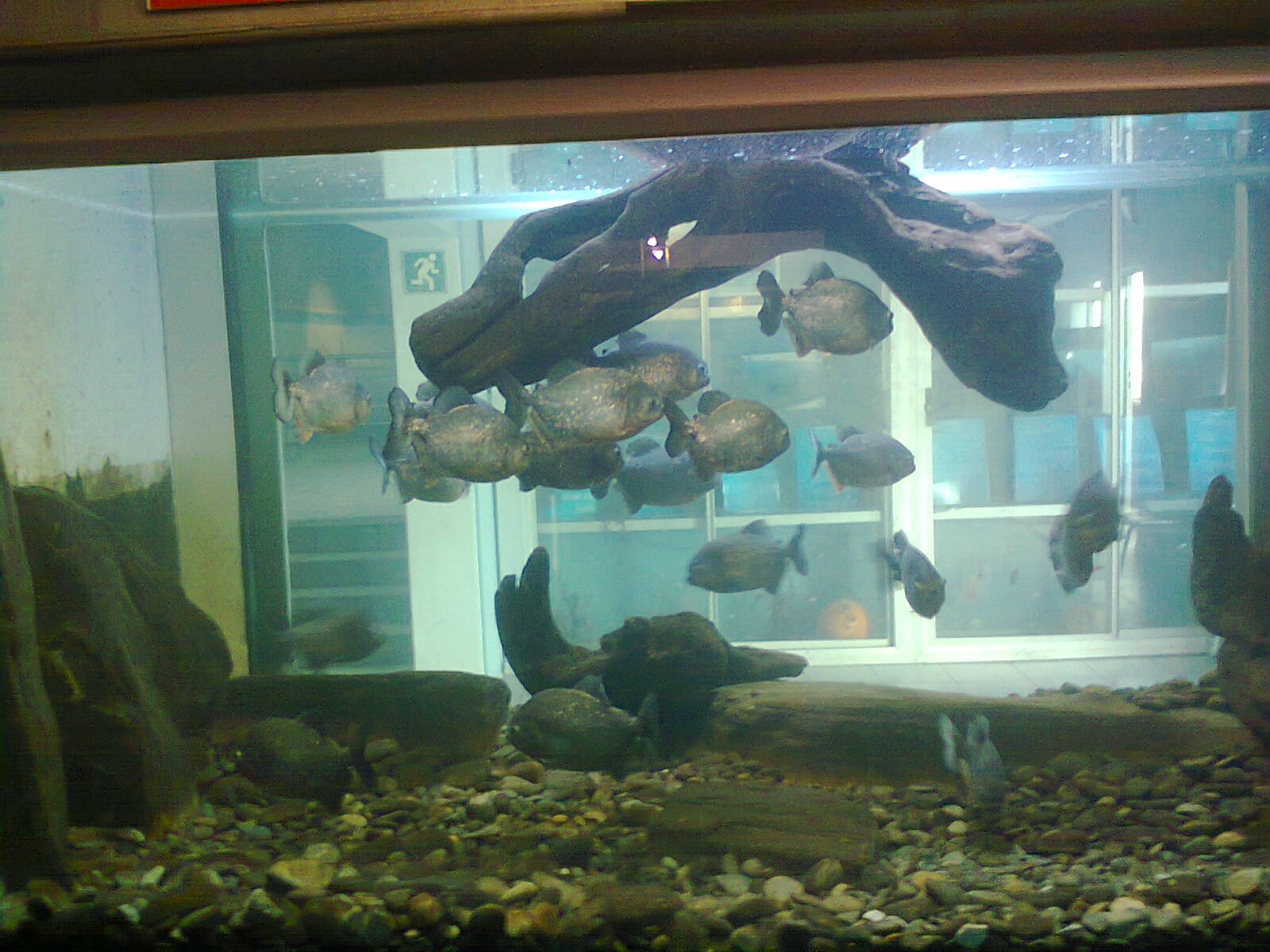 East London Aquarium