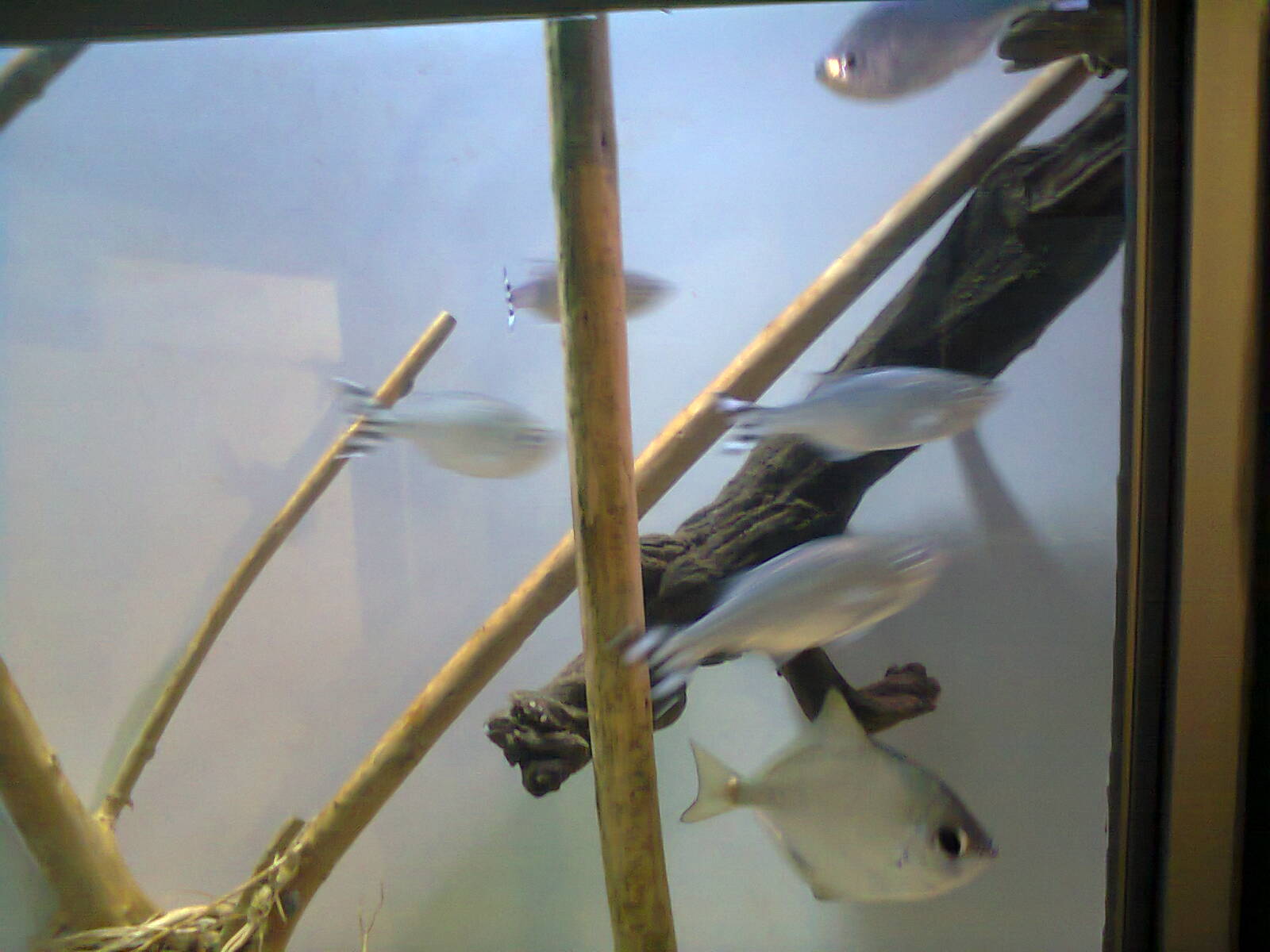 East London Aquarium