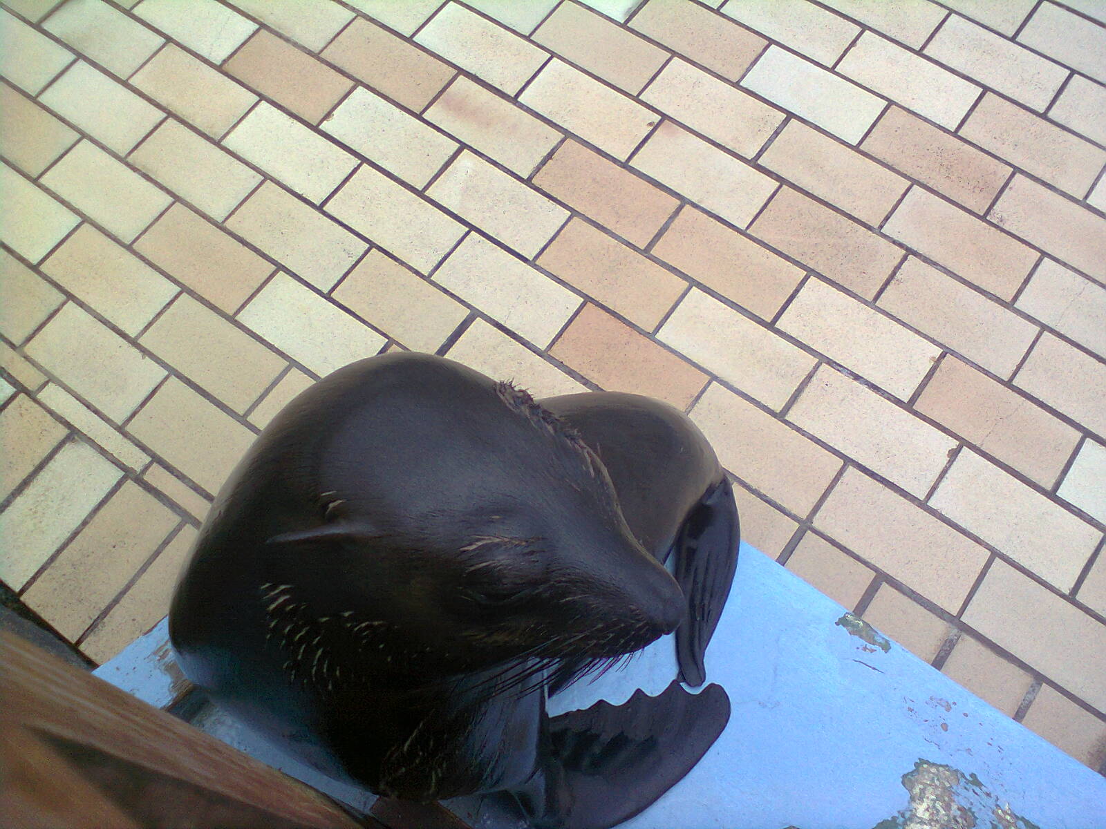 East London Aquarium