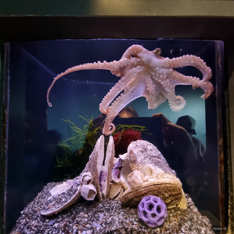 East Pacific red octopus (Octopus rubescens)