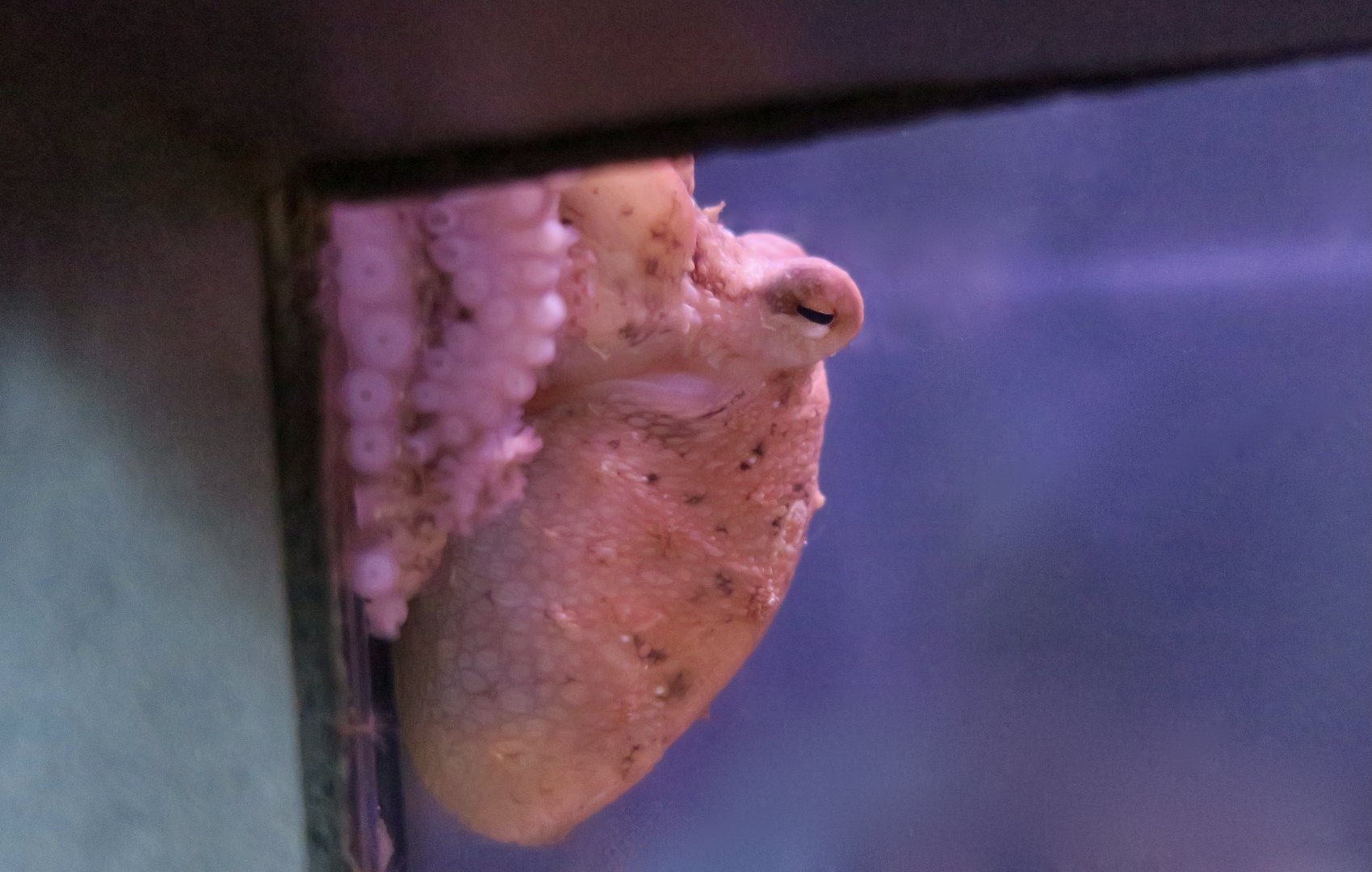 East Pacific Red Octopus (Octopus rubescens)